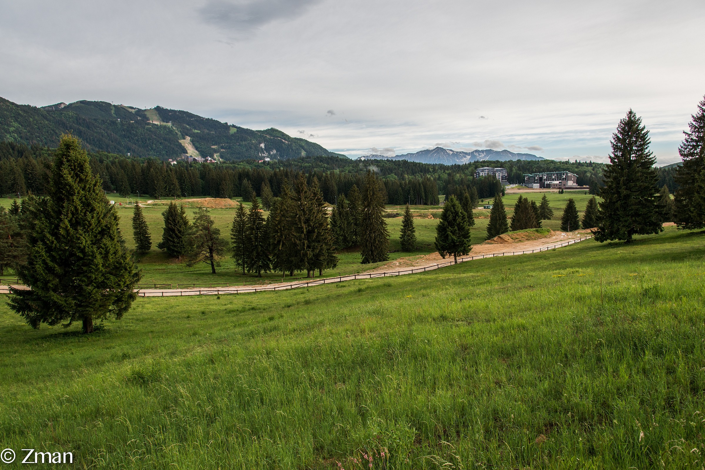 Ski Slopes and Trees