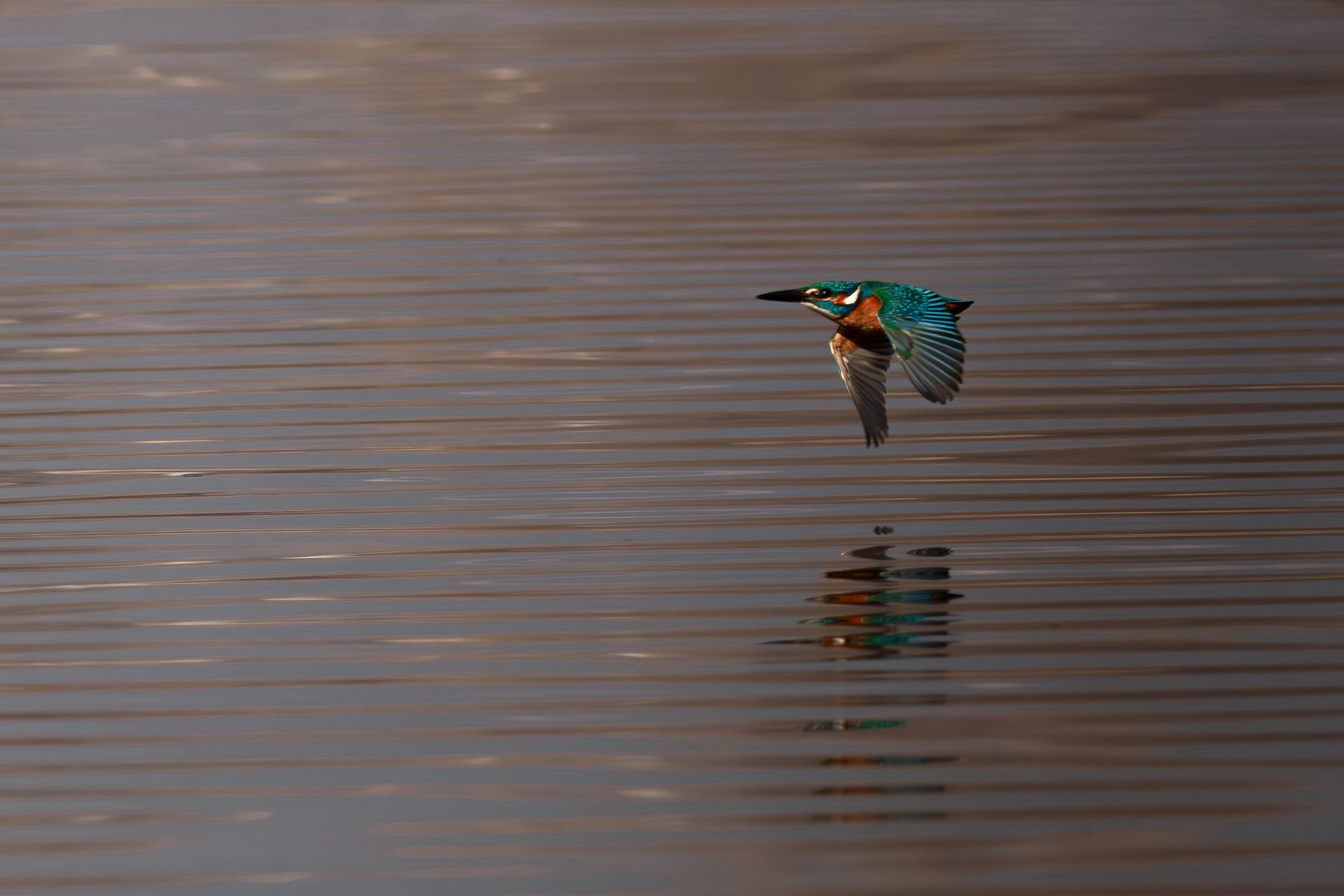 Martin pescatore (Alcedo atthis)