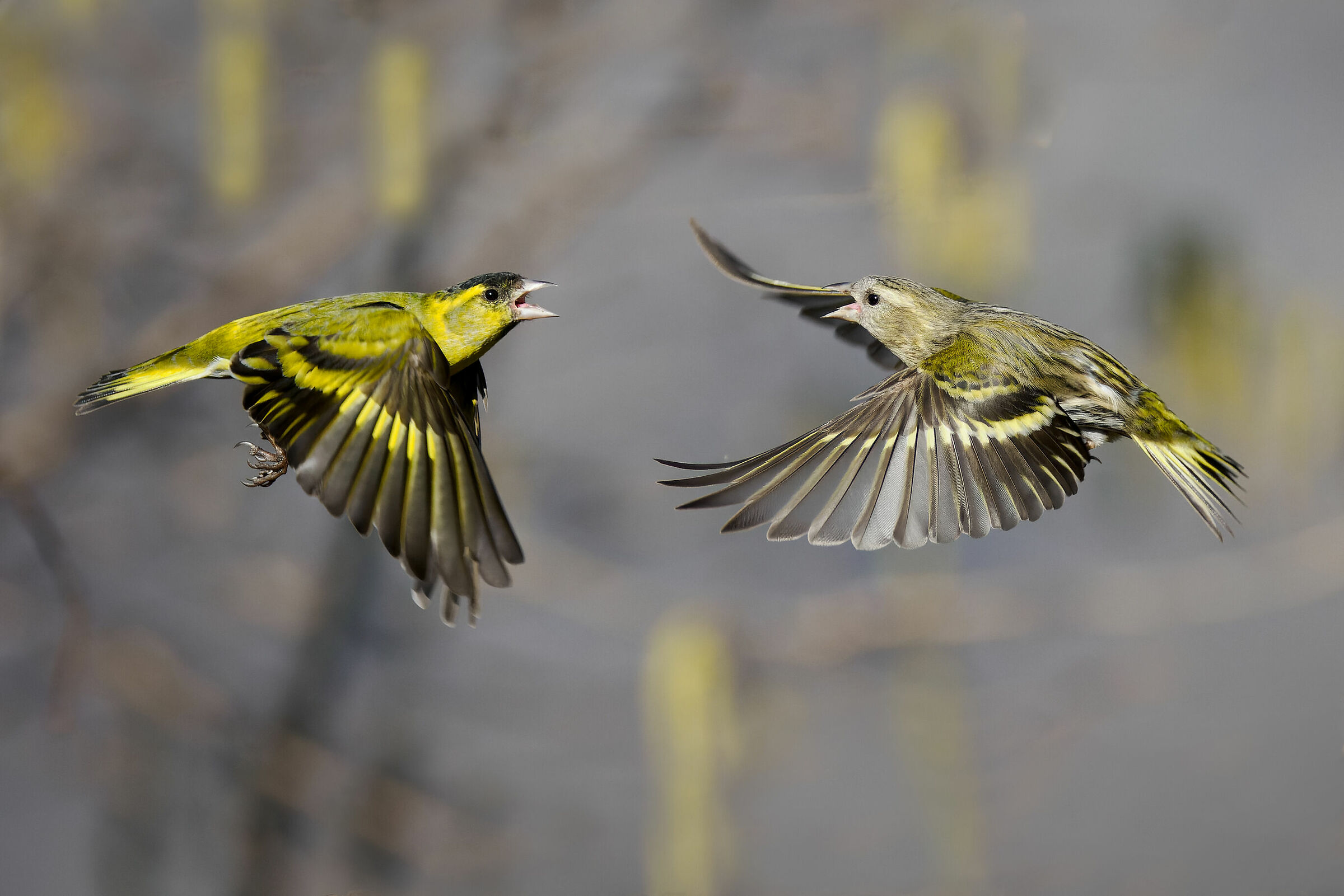 Lucherini (m sx-f dx)