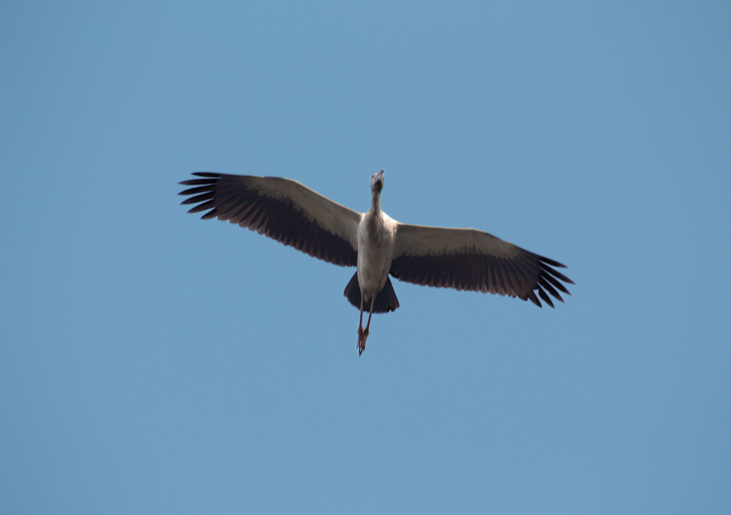 Migrating bird in Bangladesh