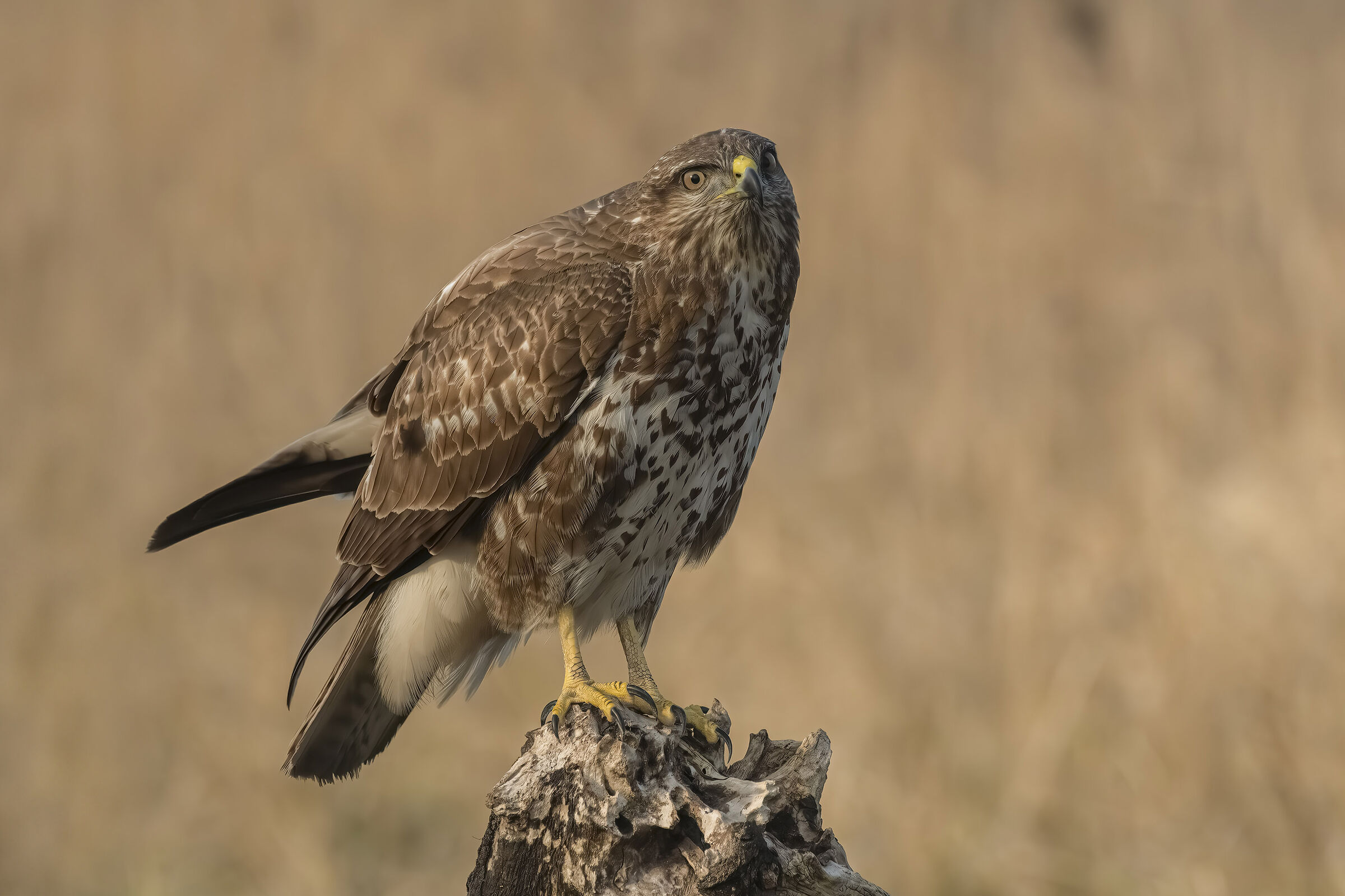 Buzzard