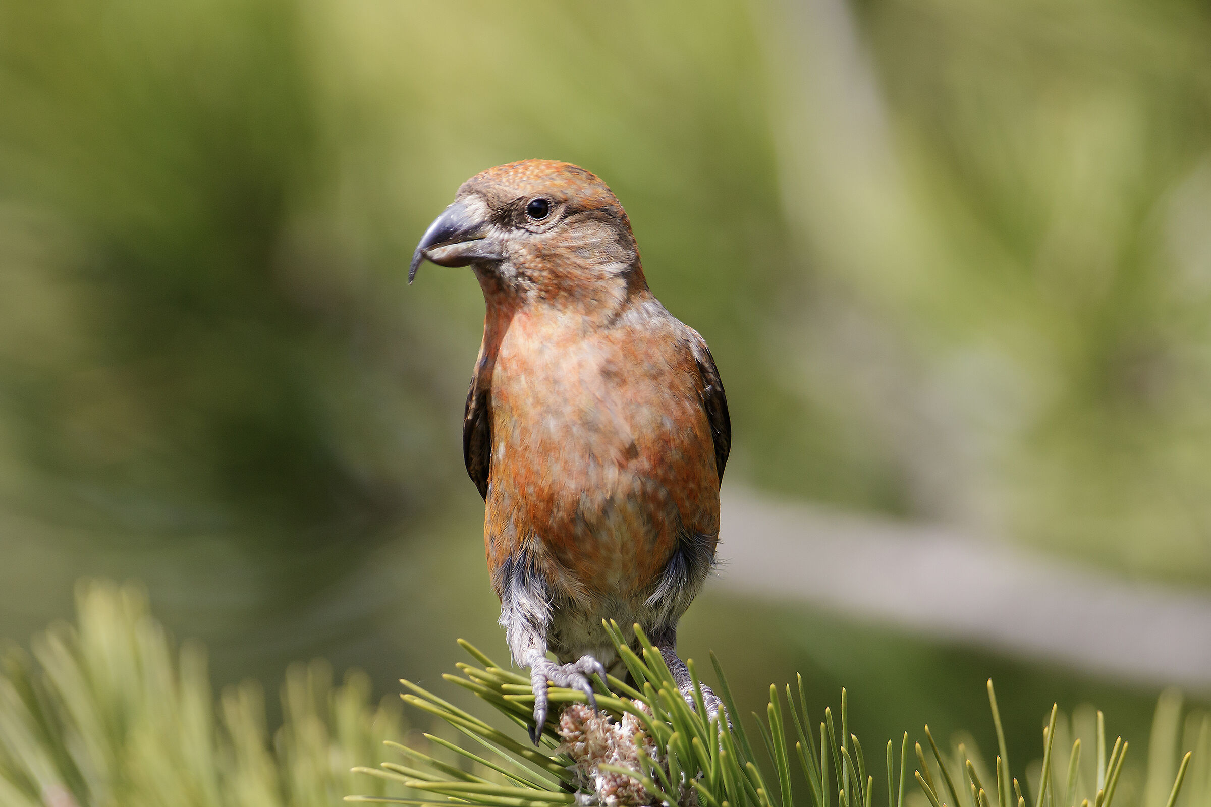 Crociere maschio (Loxia curvirostra)