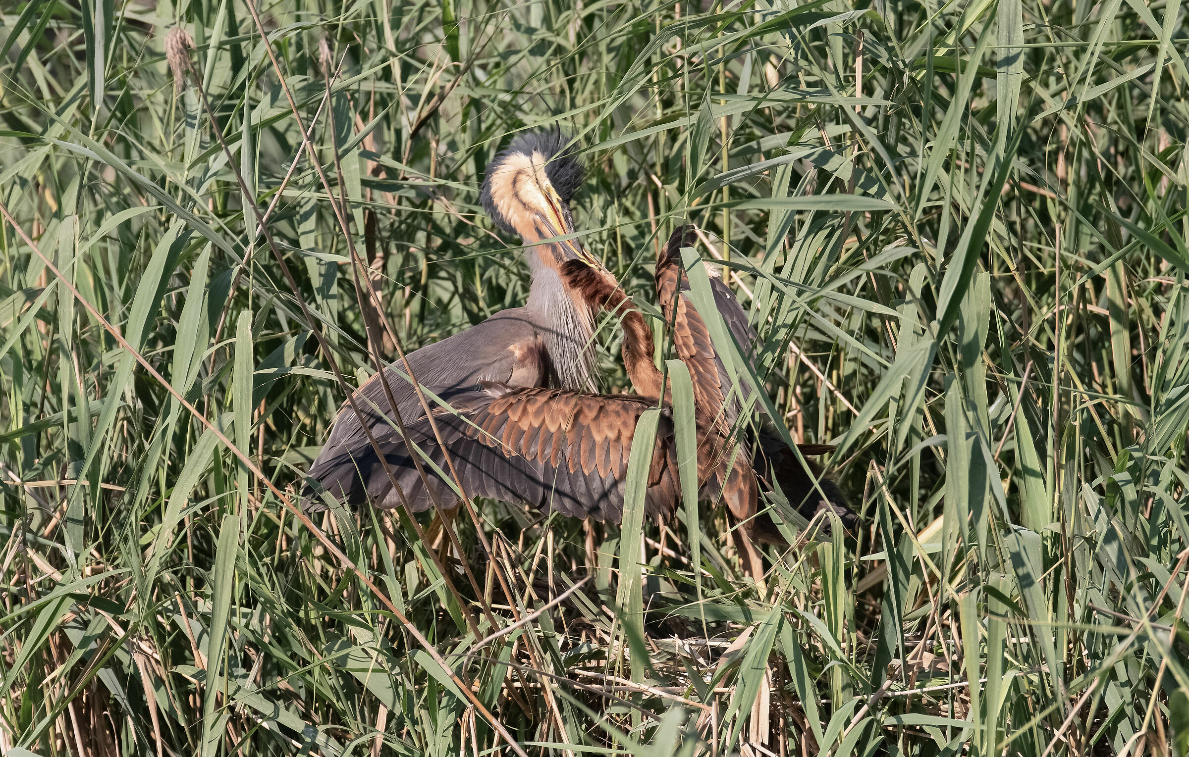 aironi rossi - imbeccata