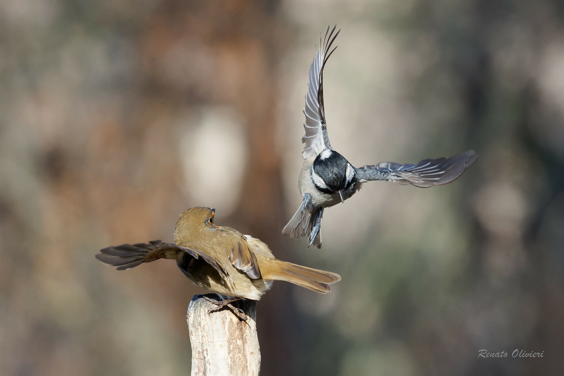 Difference of opinion