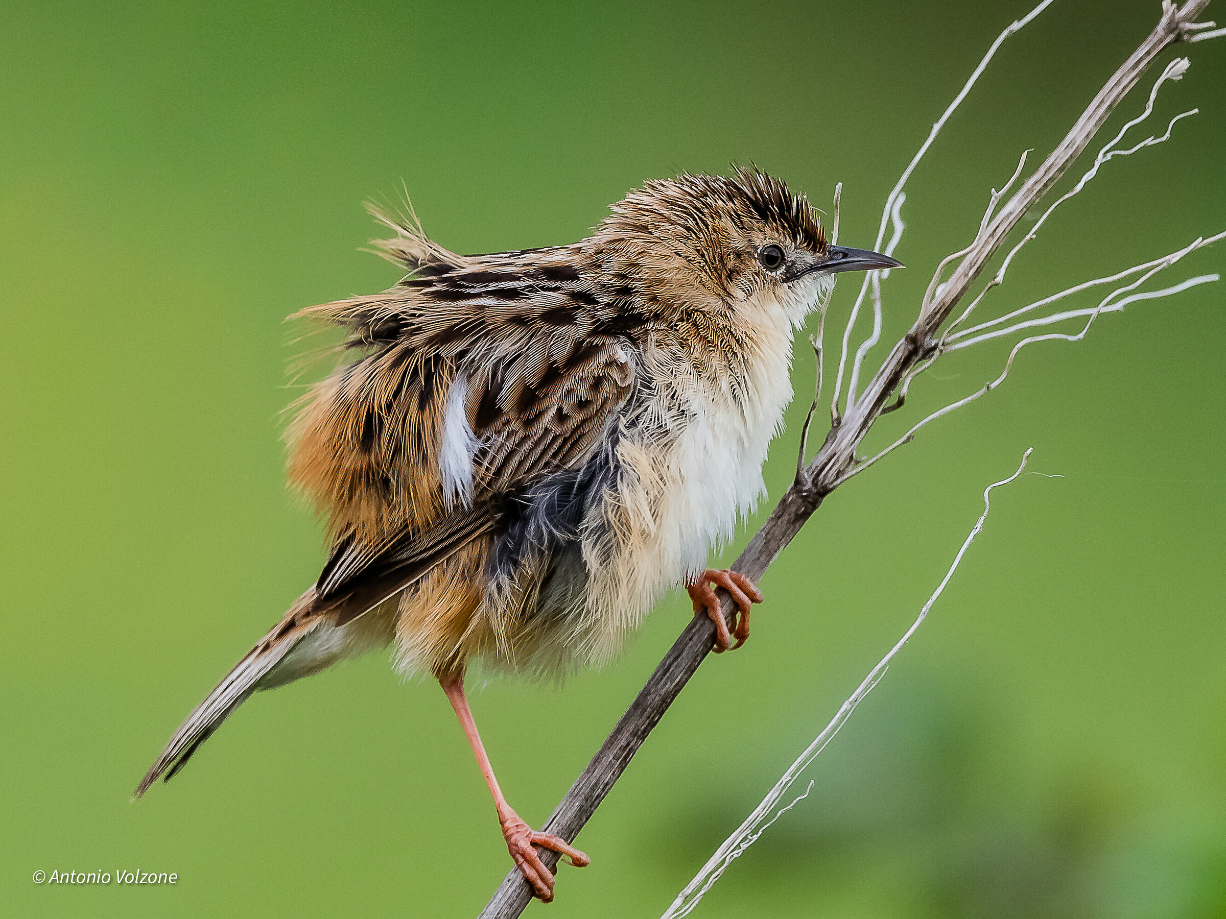 Flycatcher
