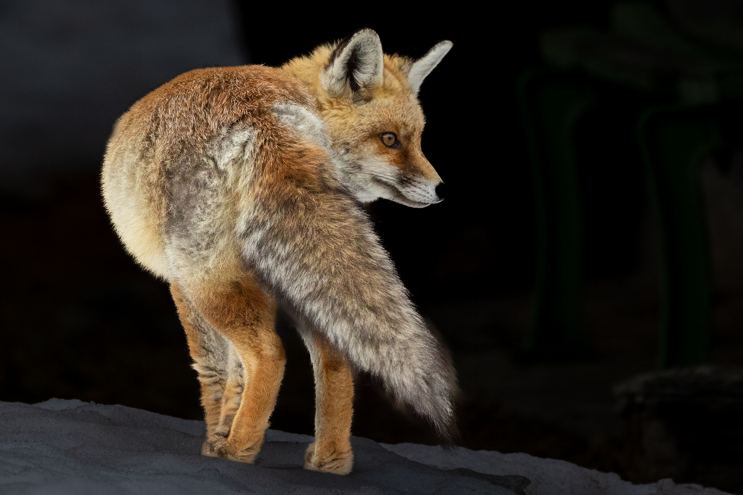 Red Fox