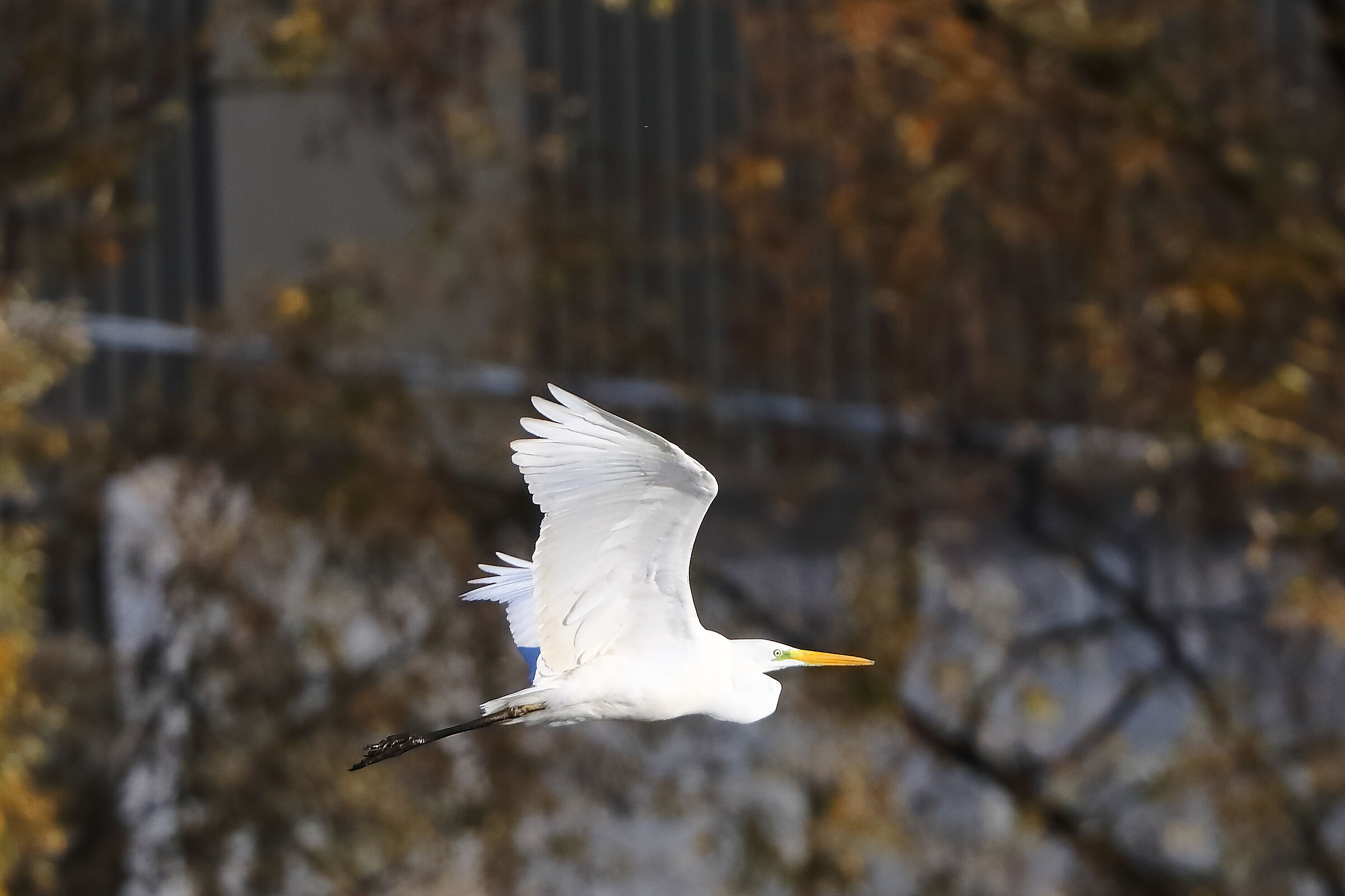 Airone BM 24-11-2023