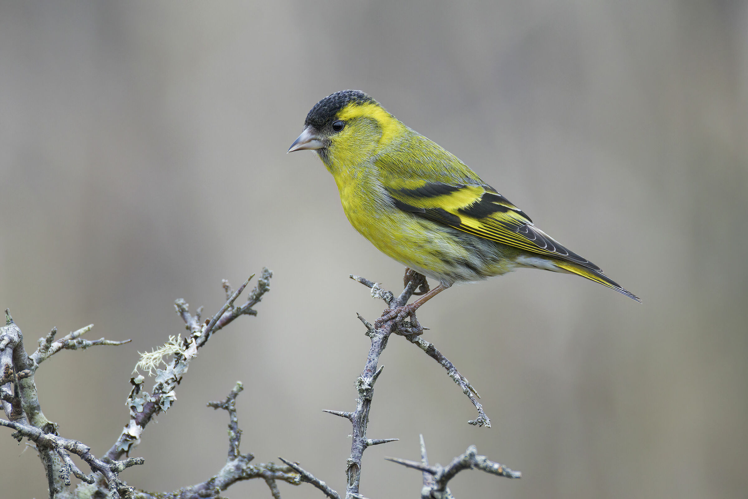 foto su raw di daniele occhiato