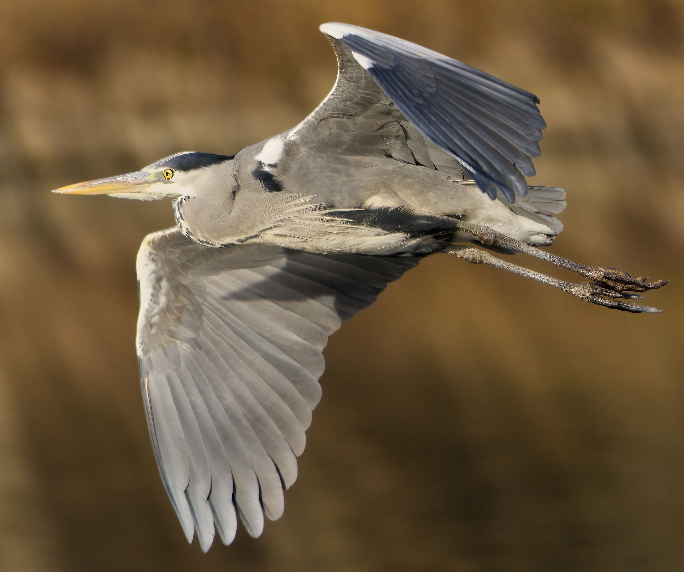 Grey heron