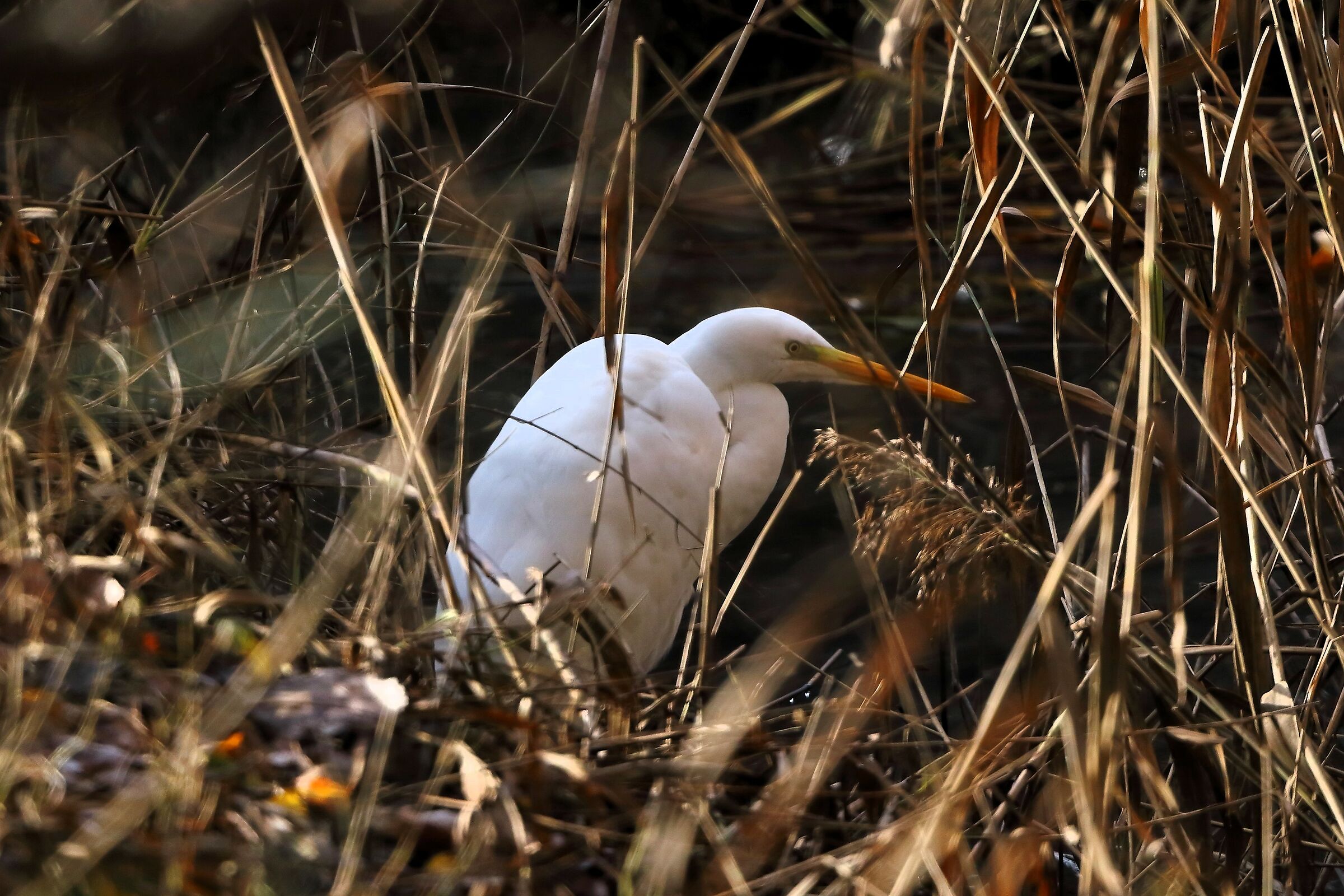 Airone BM 06-12-2023