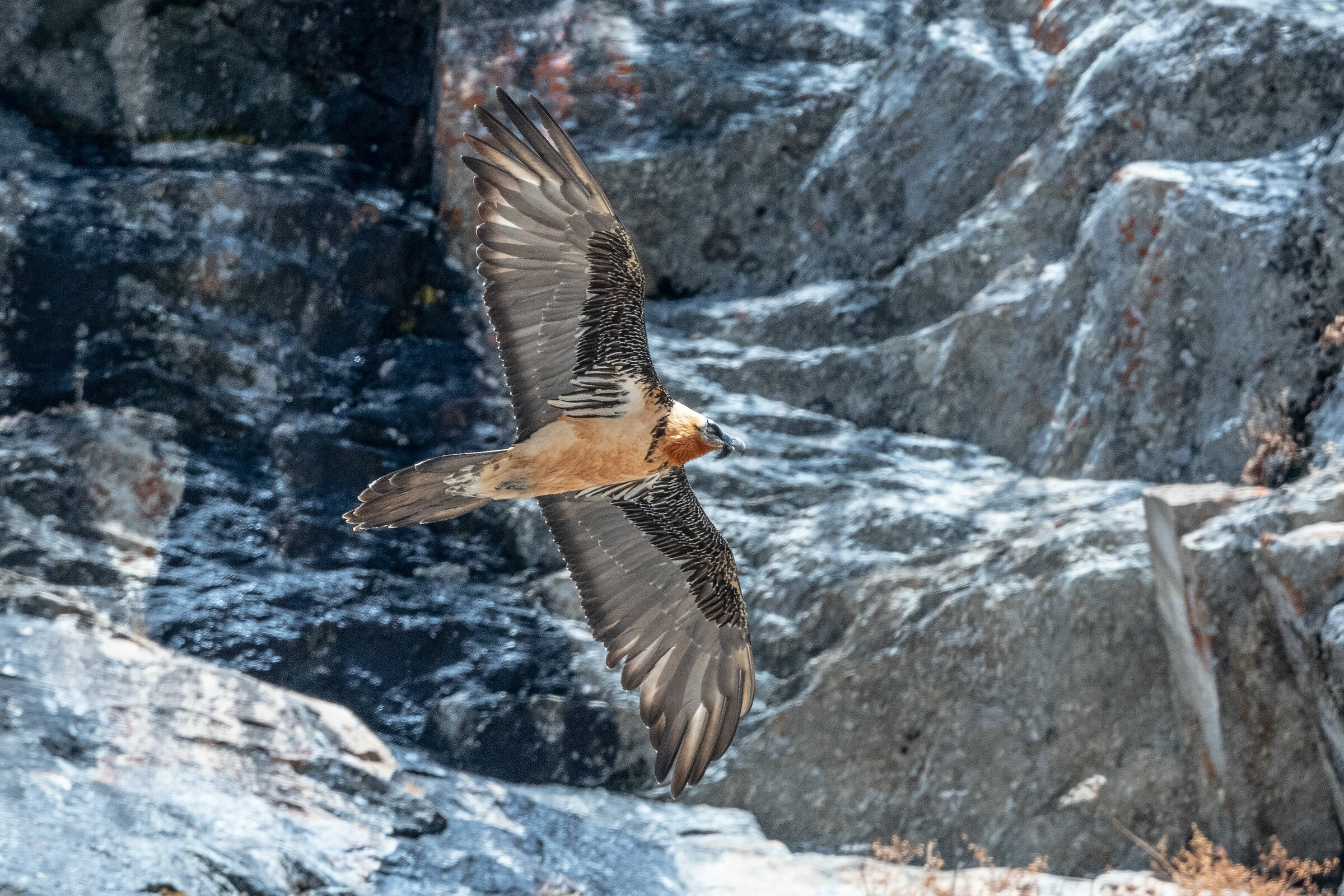 Bearded vulture
