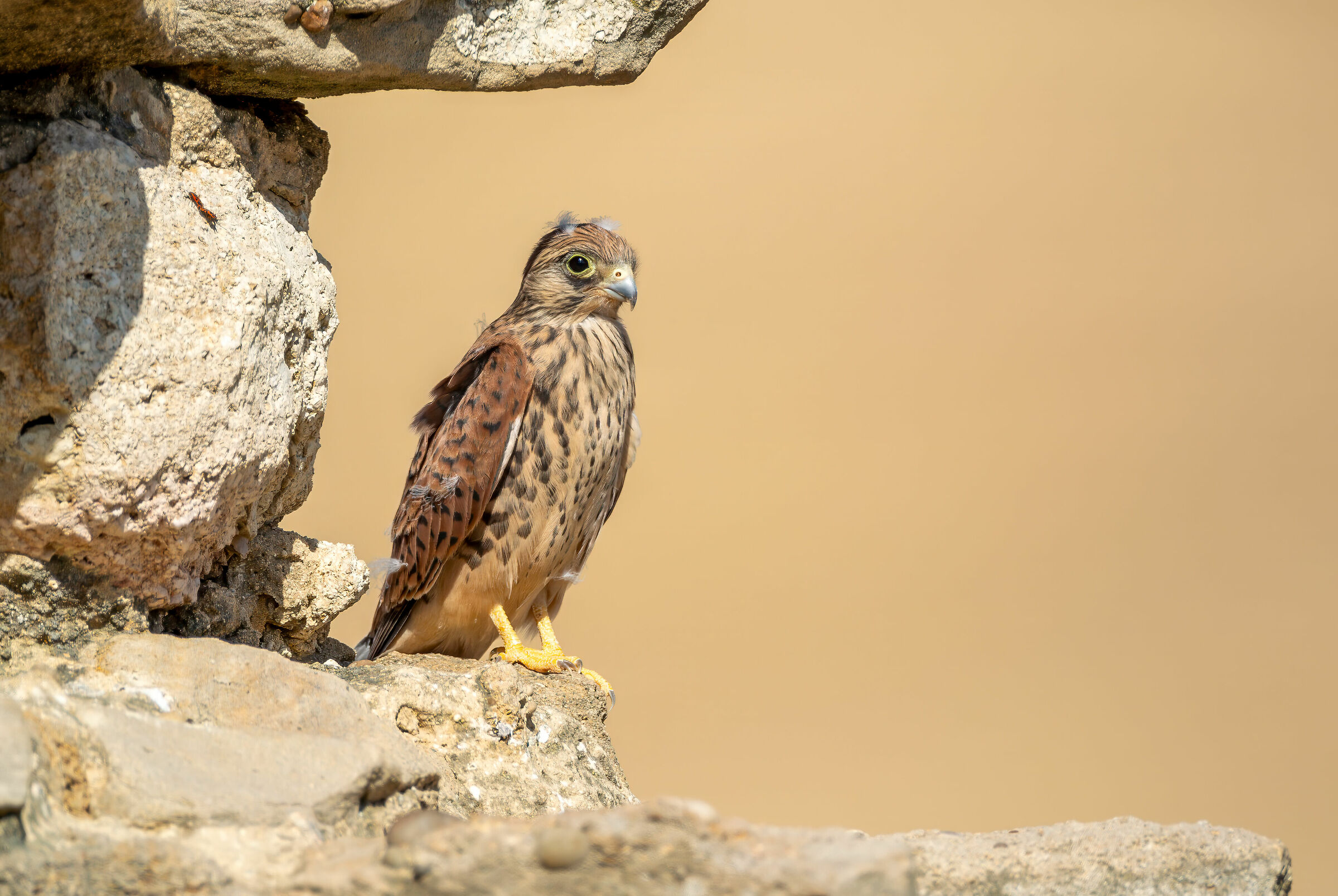 Lesser Kestrel