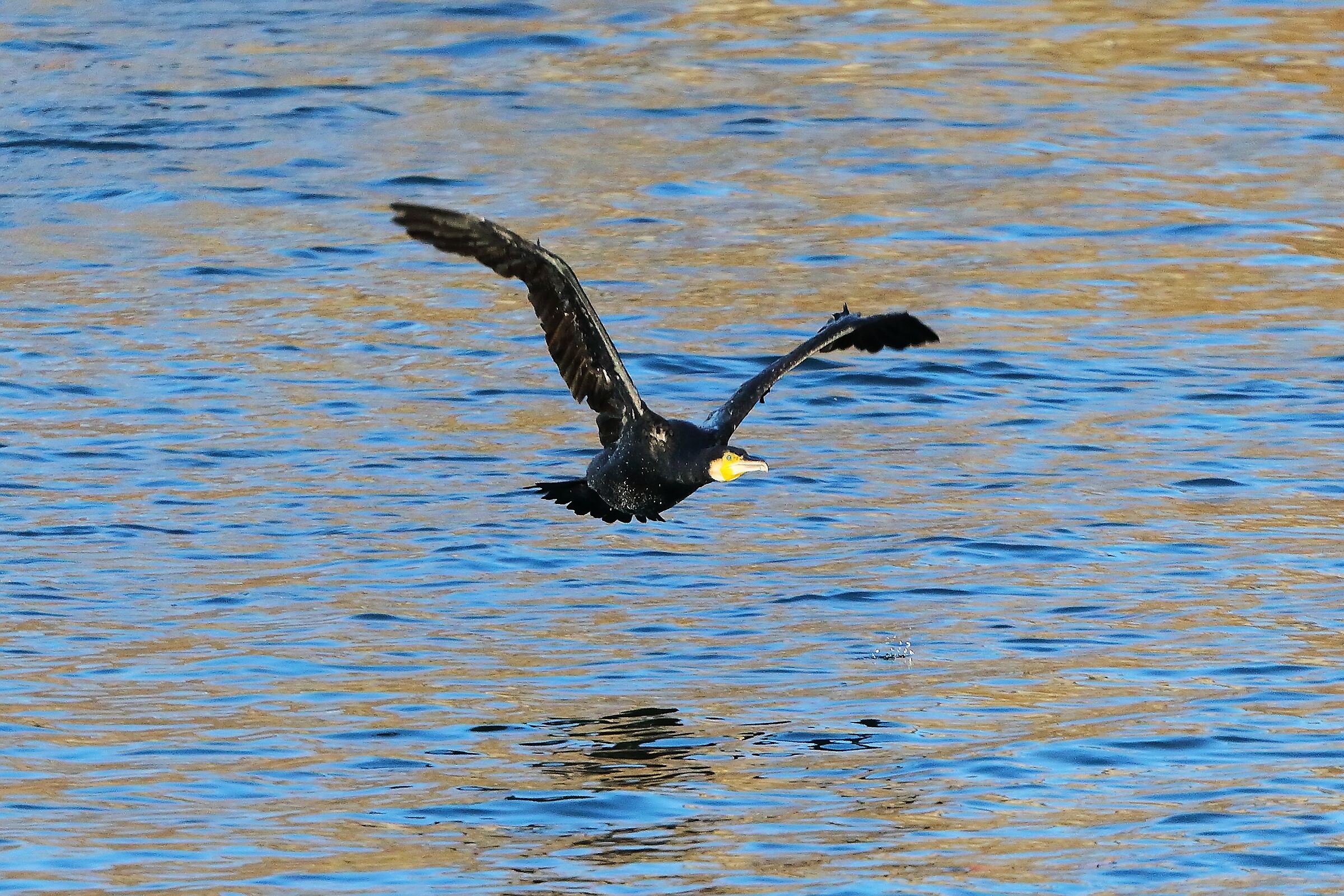 Cormorant 15-12-2023
