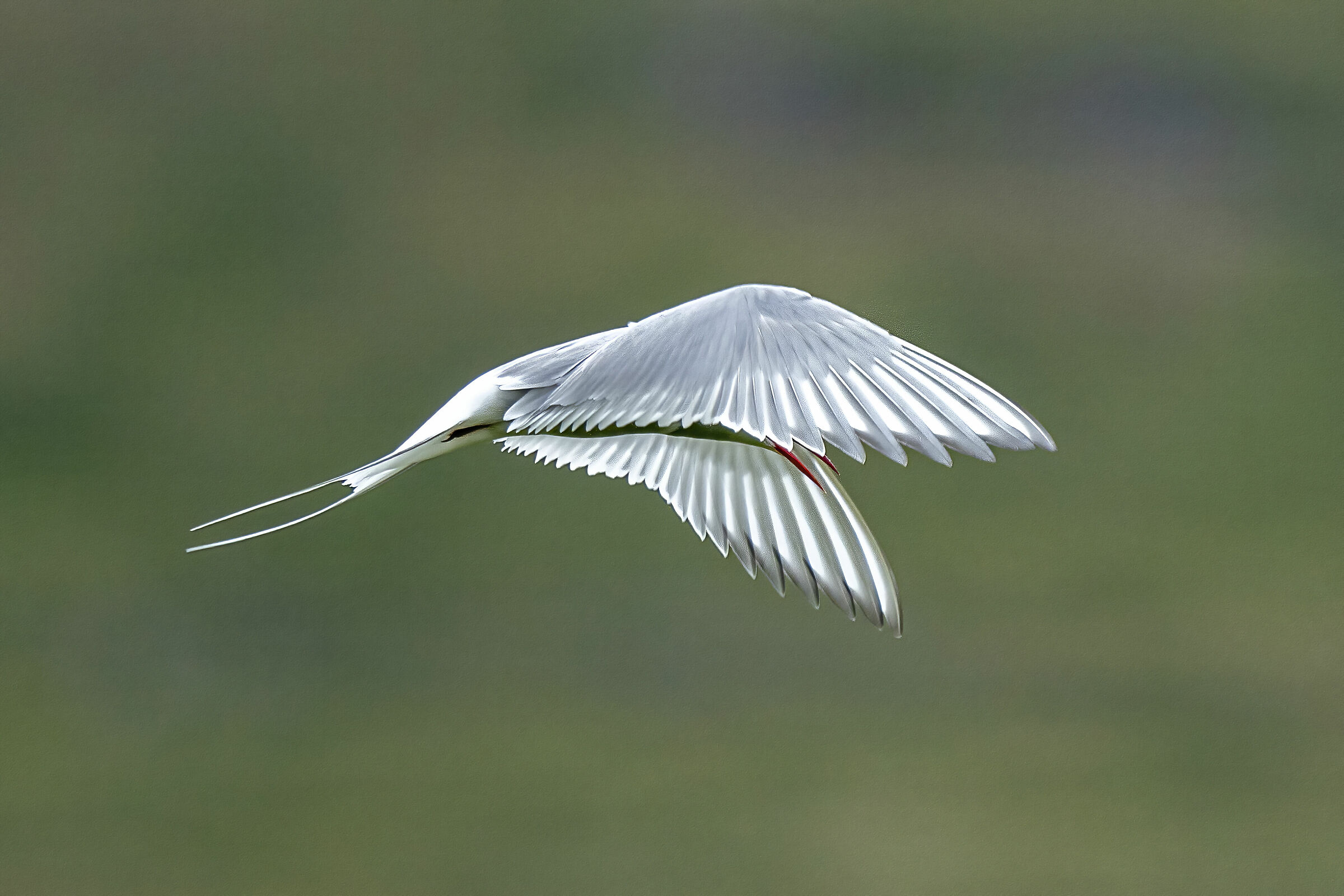 Tern (Sterna paradisaea)