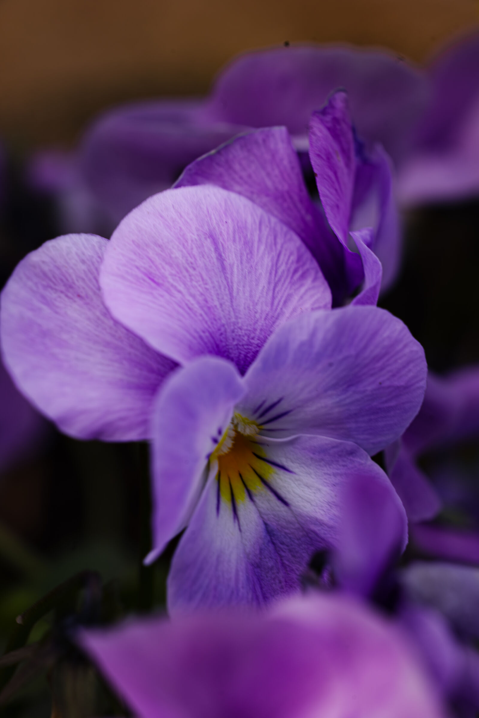 Violette f7.1 1/125 ISO 200