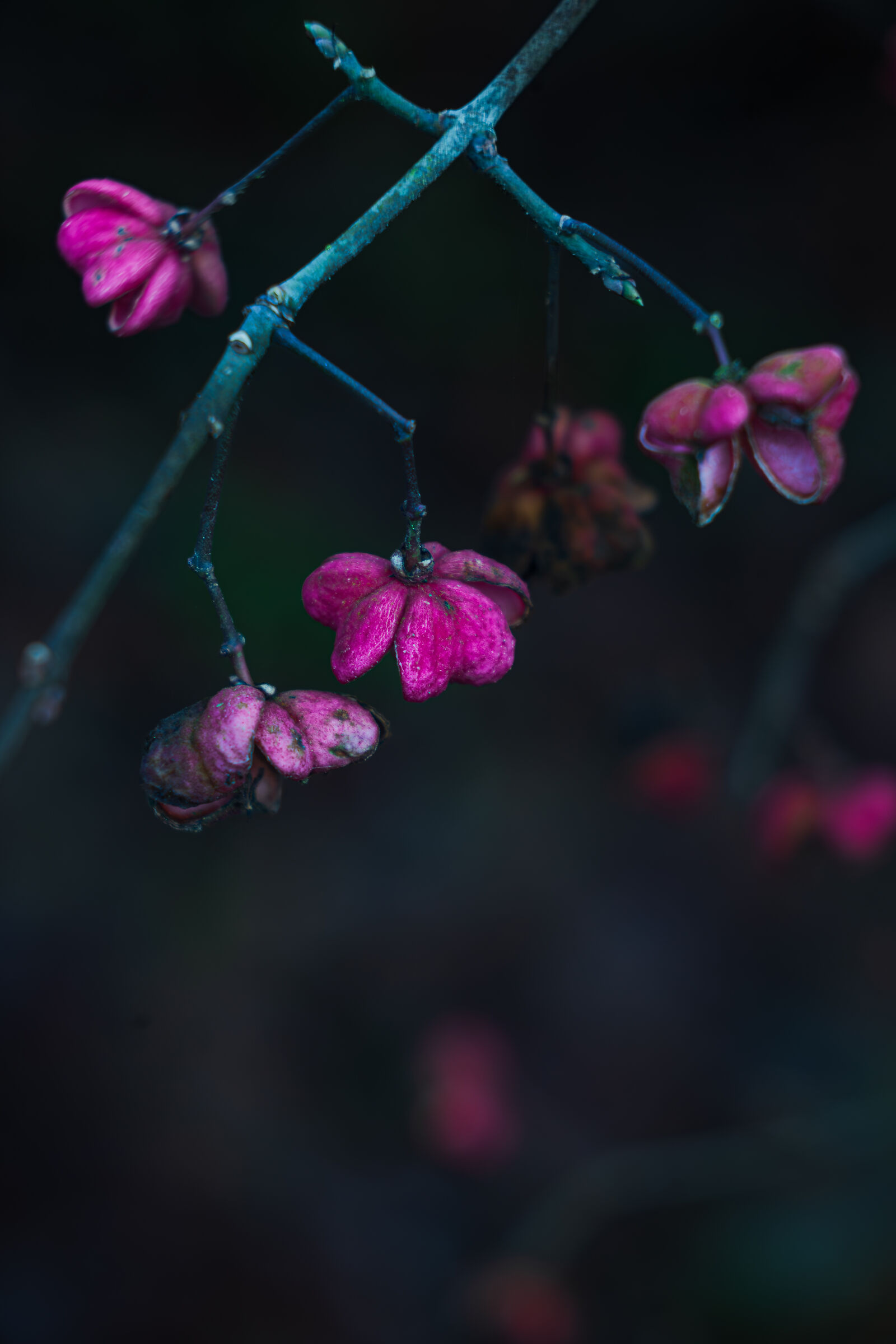 Evonimus f5.6 1/100 ISO400