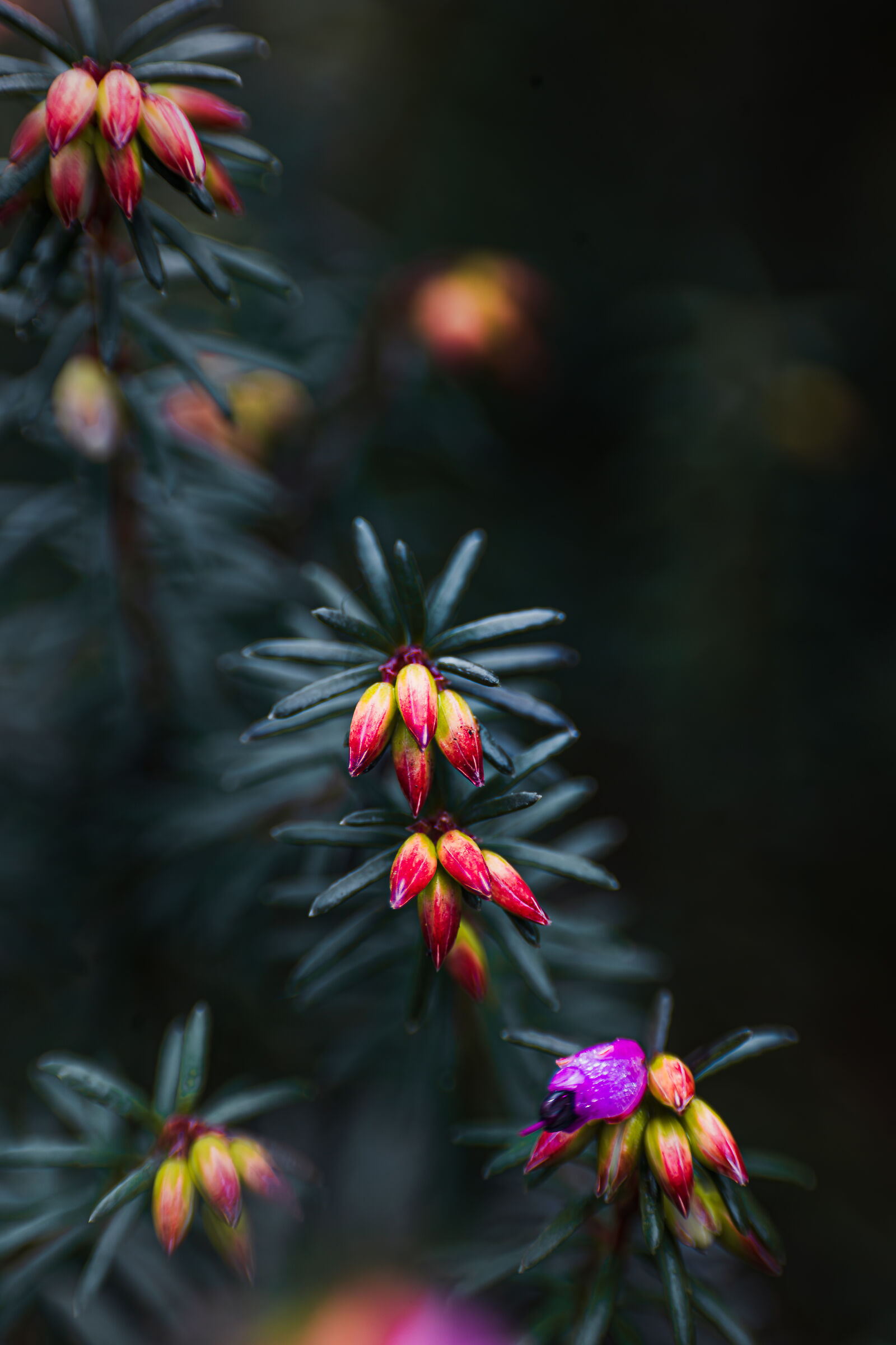 Erika f4.5 1/100 ISO400