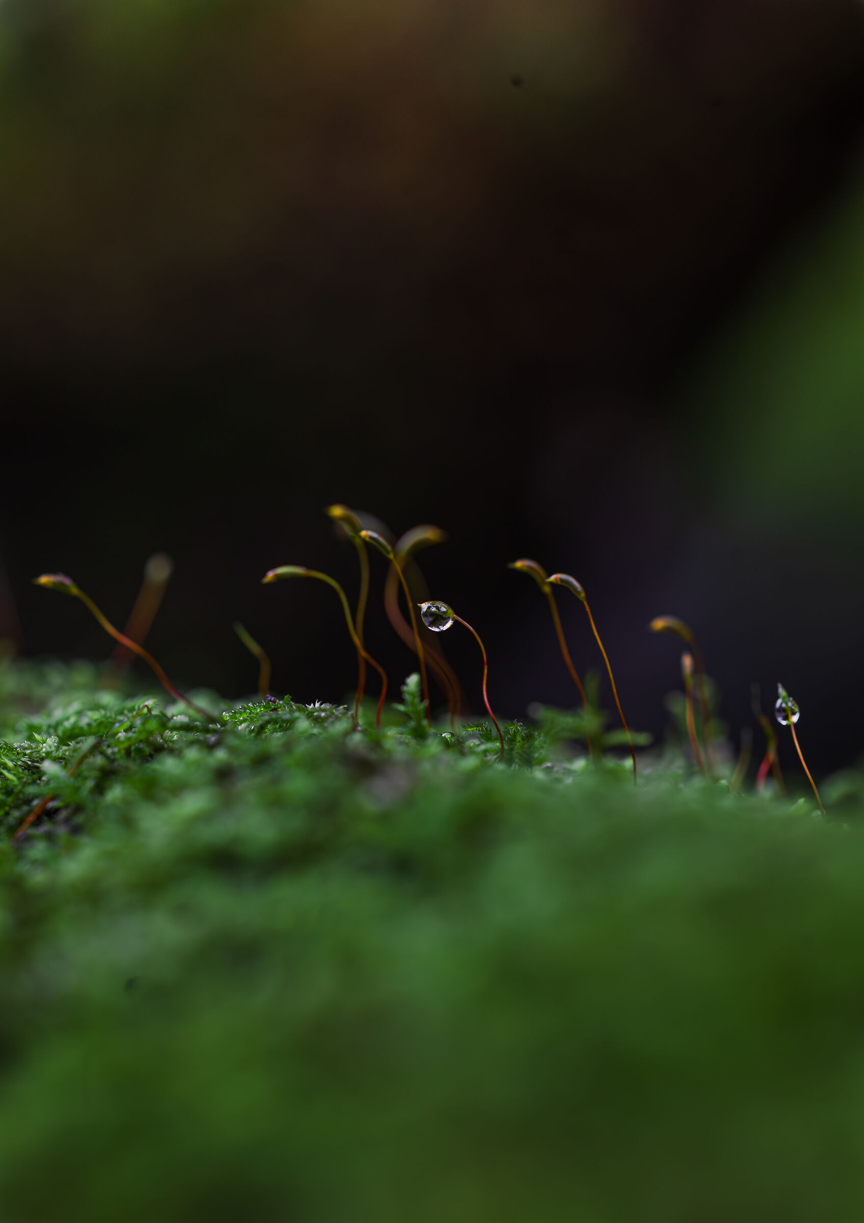 Dancing on the tree f5.6 1/160 iso800