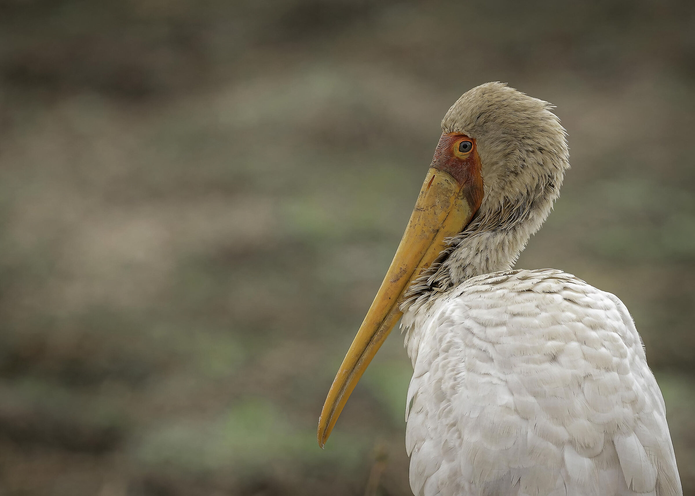 Yellow-billed Stork (Mycteria ibis)