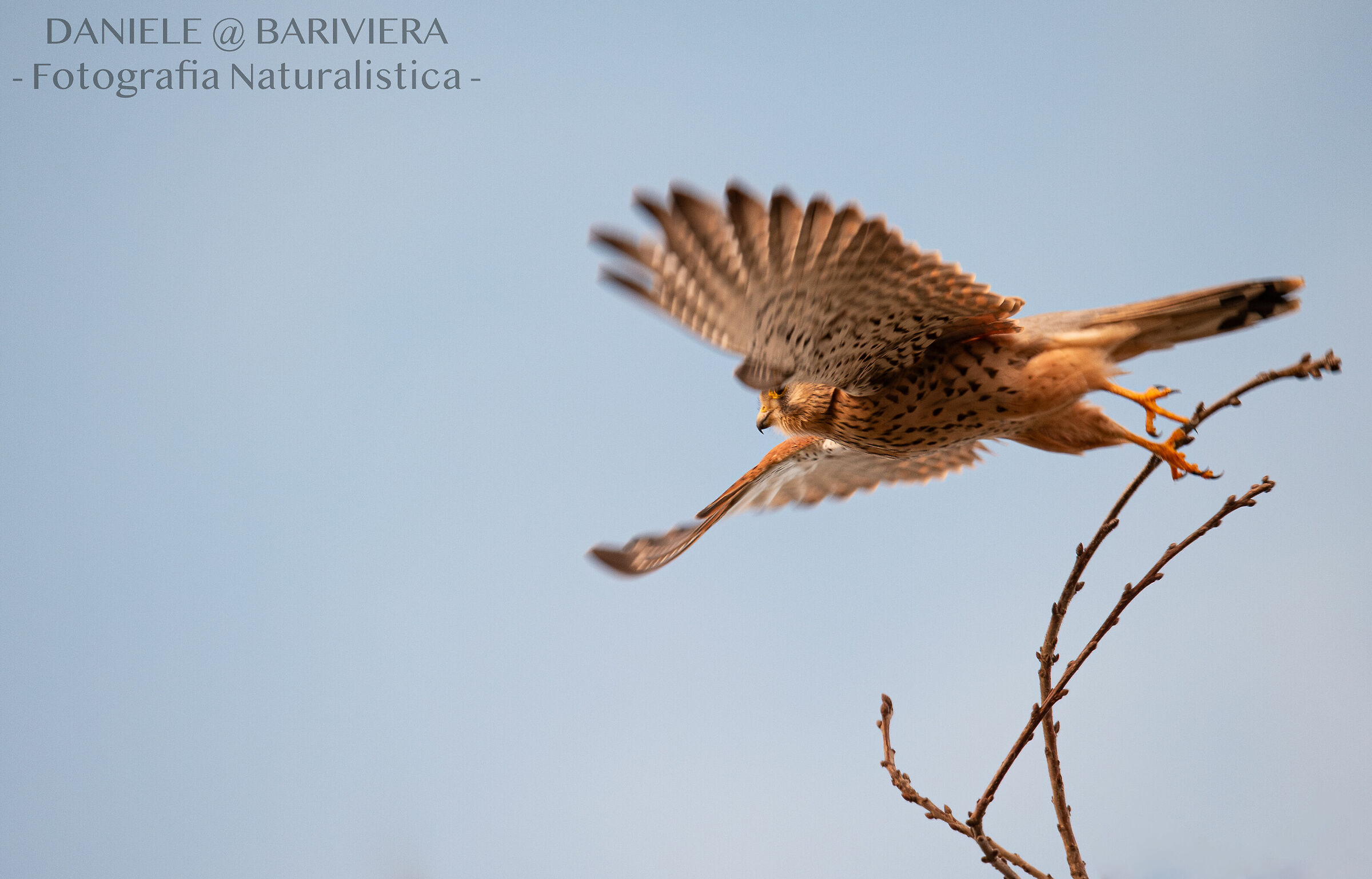 Lo stacco del gheppio