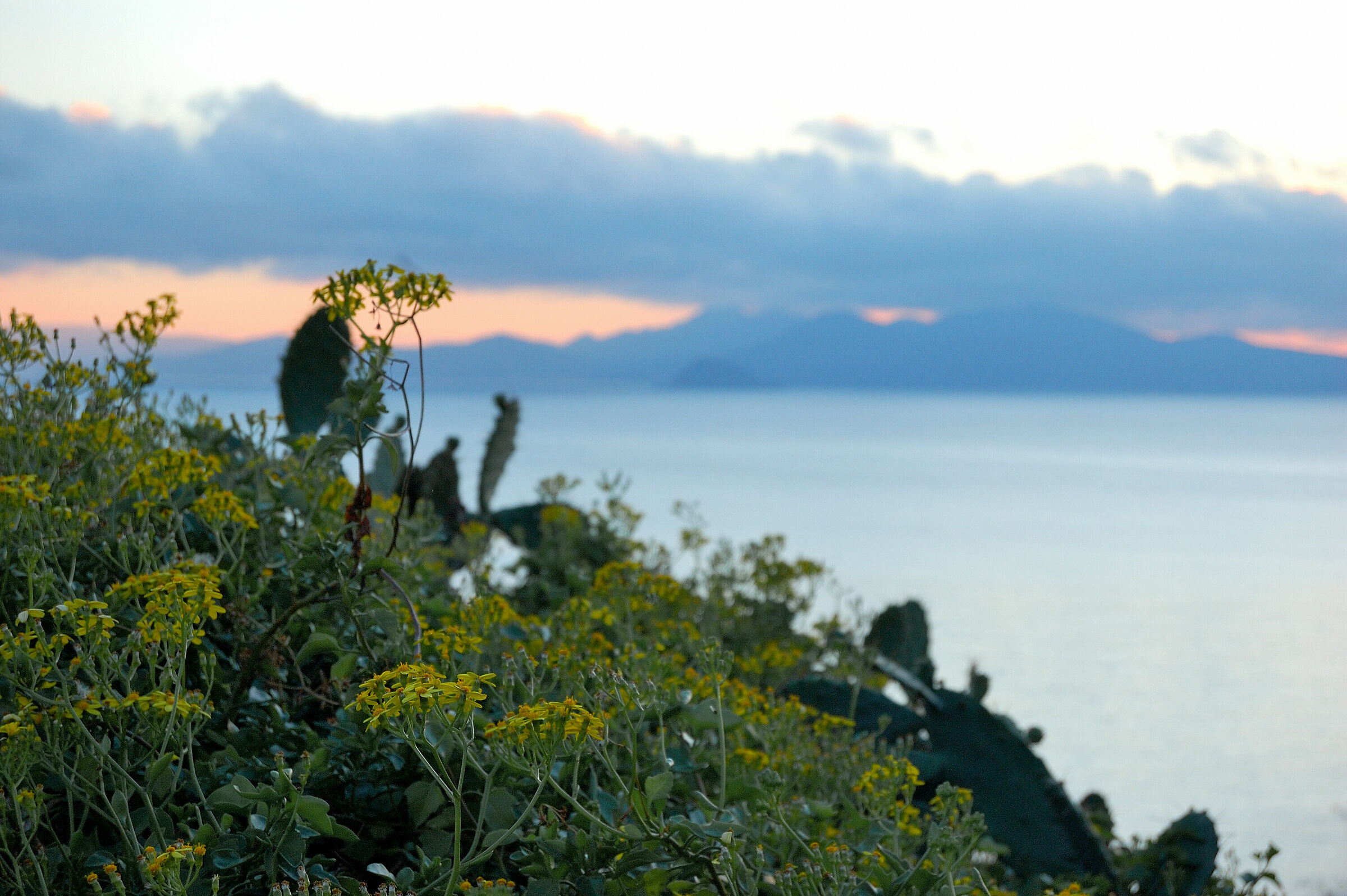 Fiori, Isola d'Elba