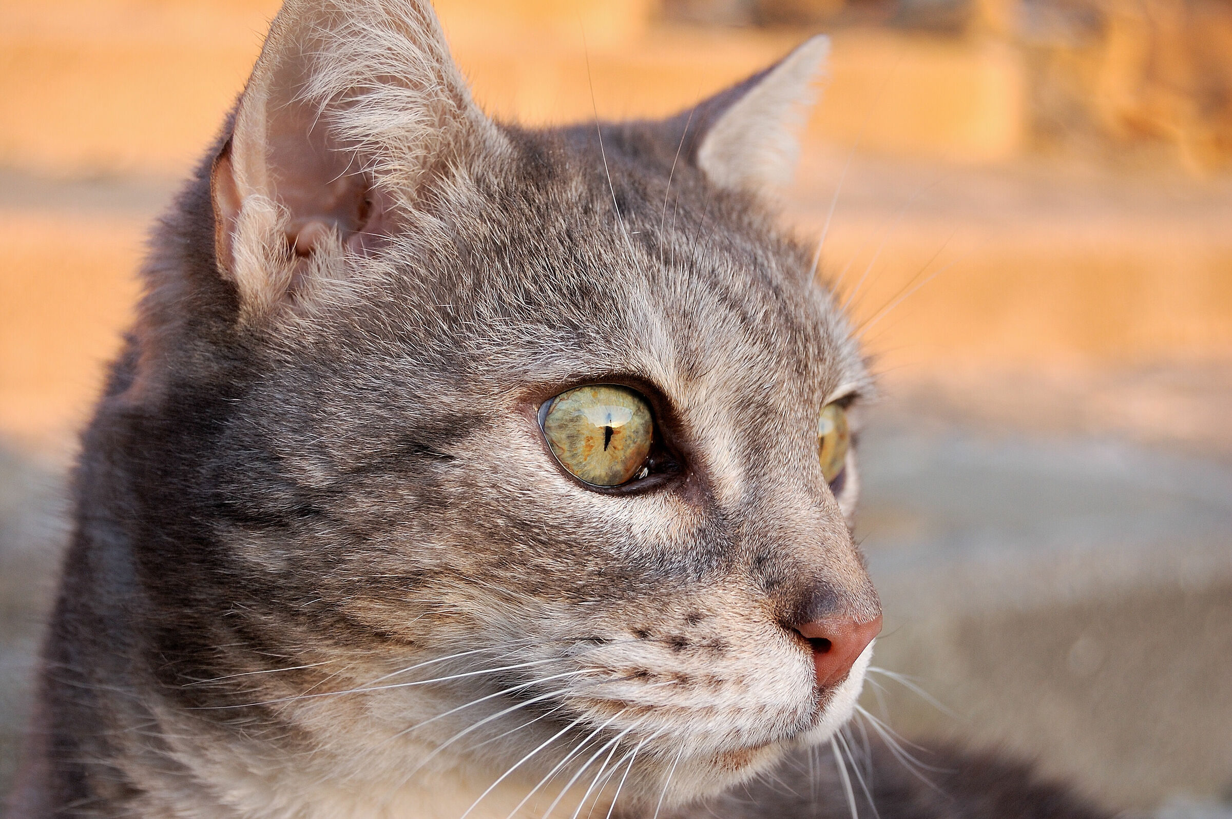 Sguardo intenso
