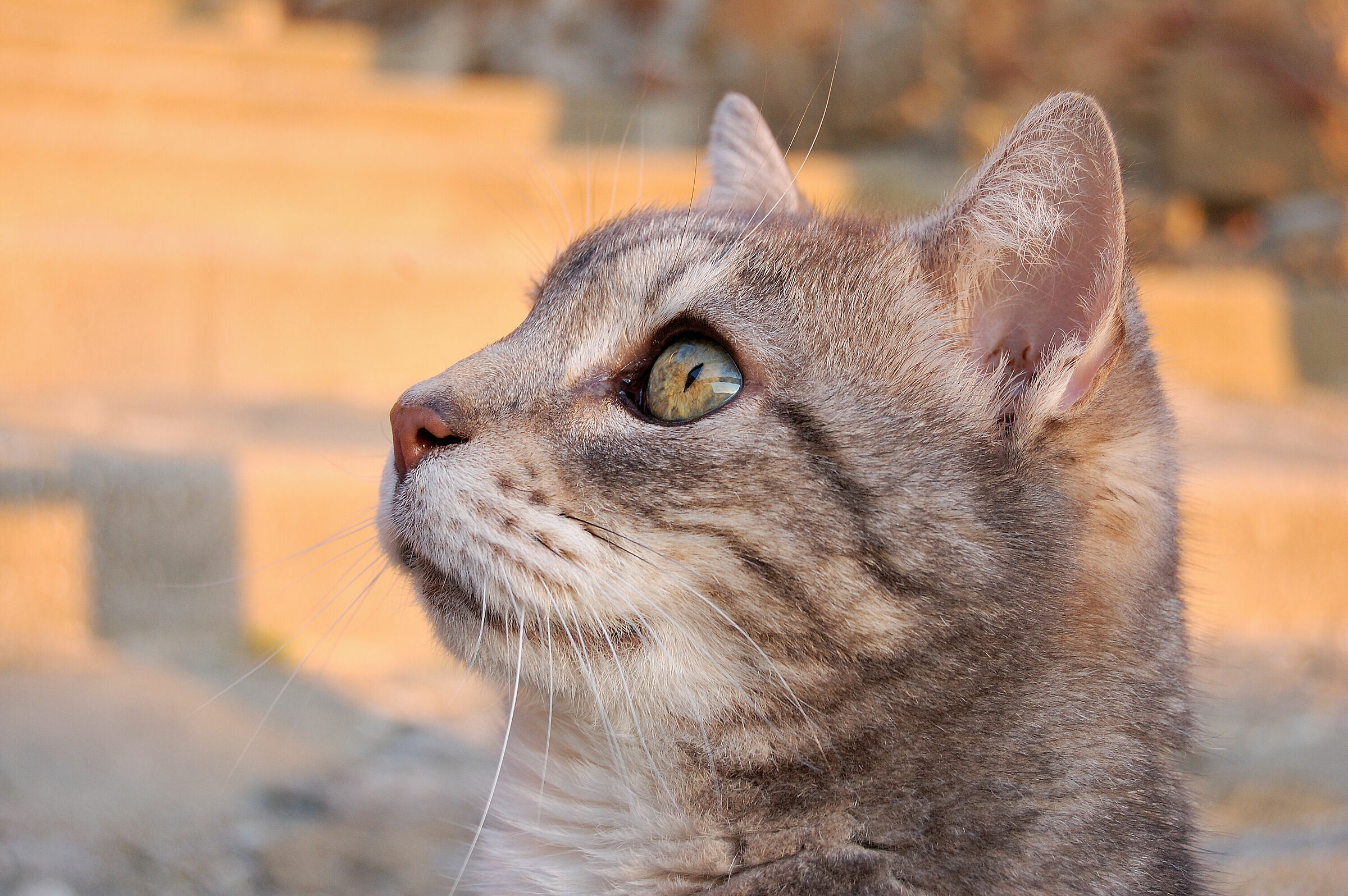 Micio in posa