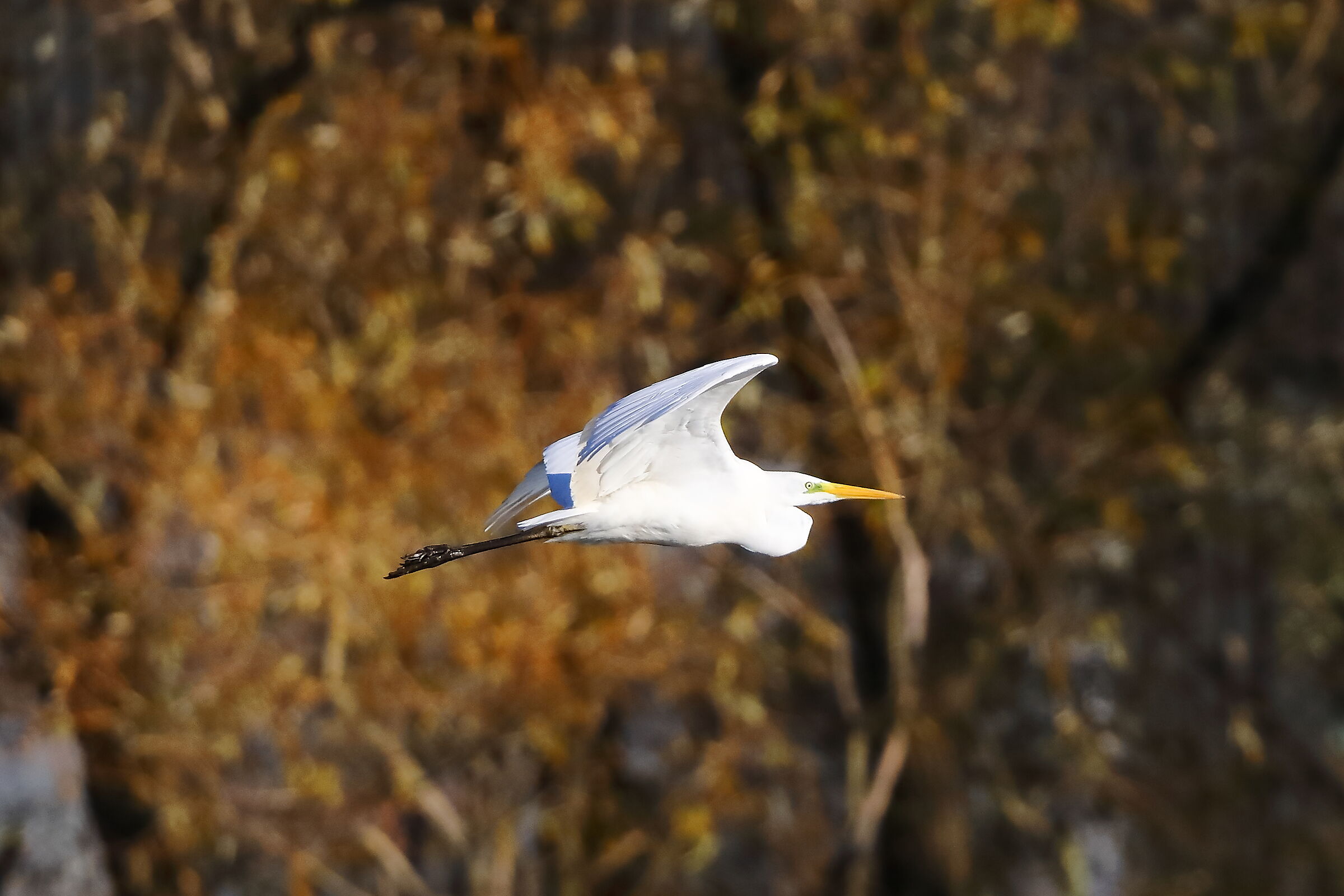 Airone BM 24-11-2023