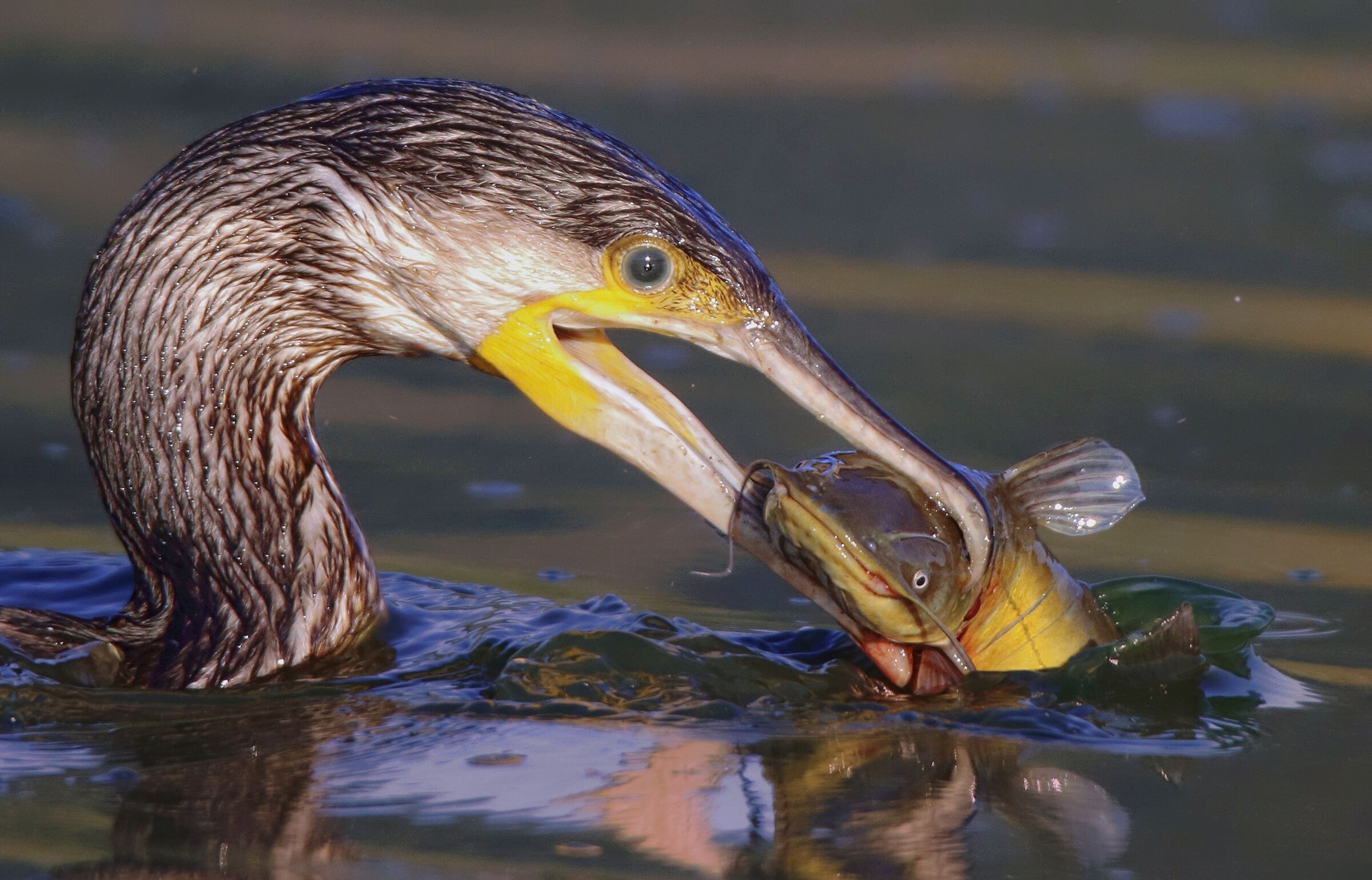 Il cacciatore di gatti