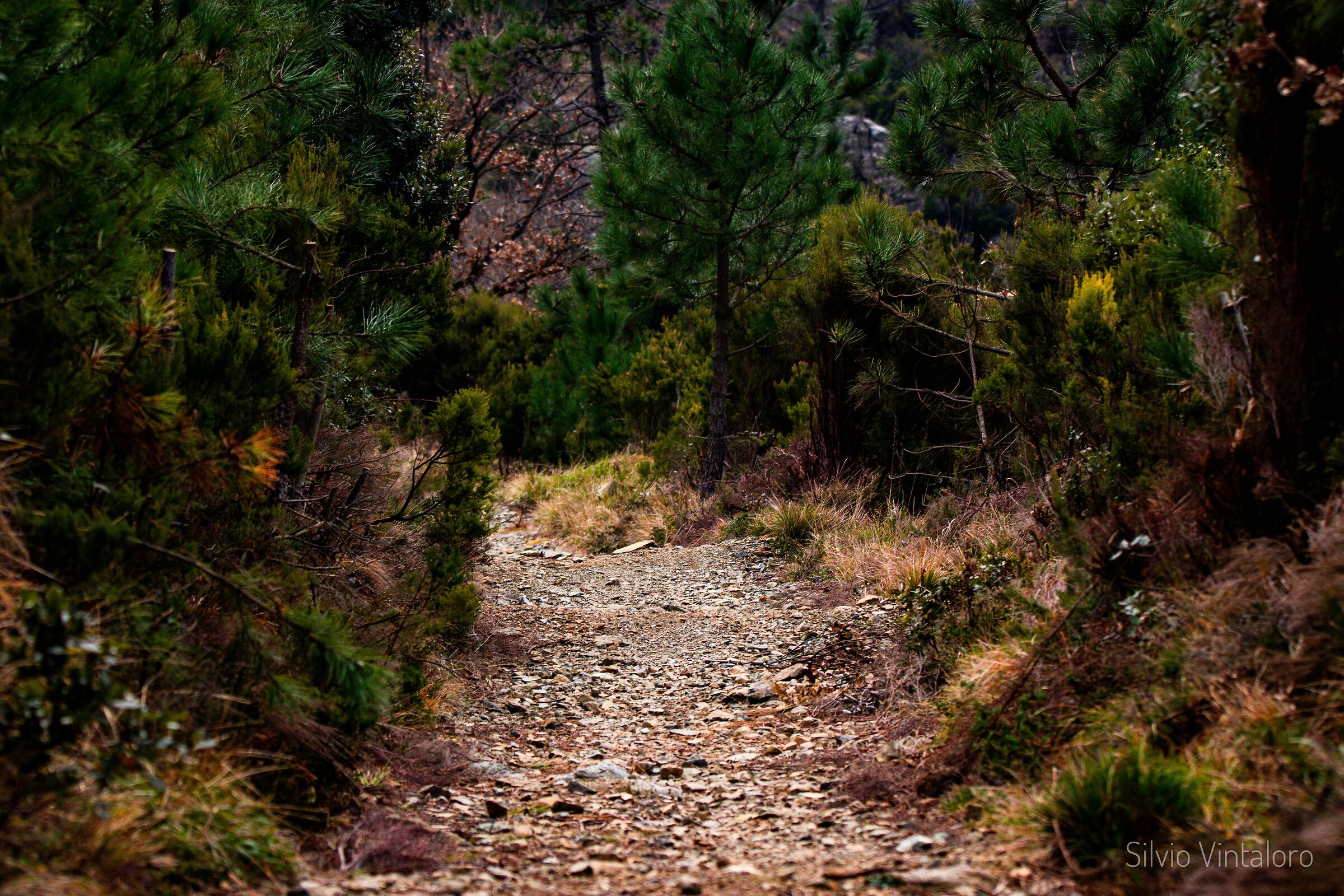 Path in Curlo (Arenzano-Beigua Park)