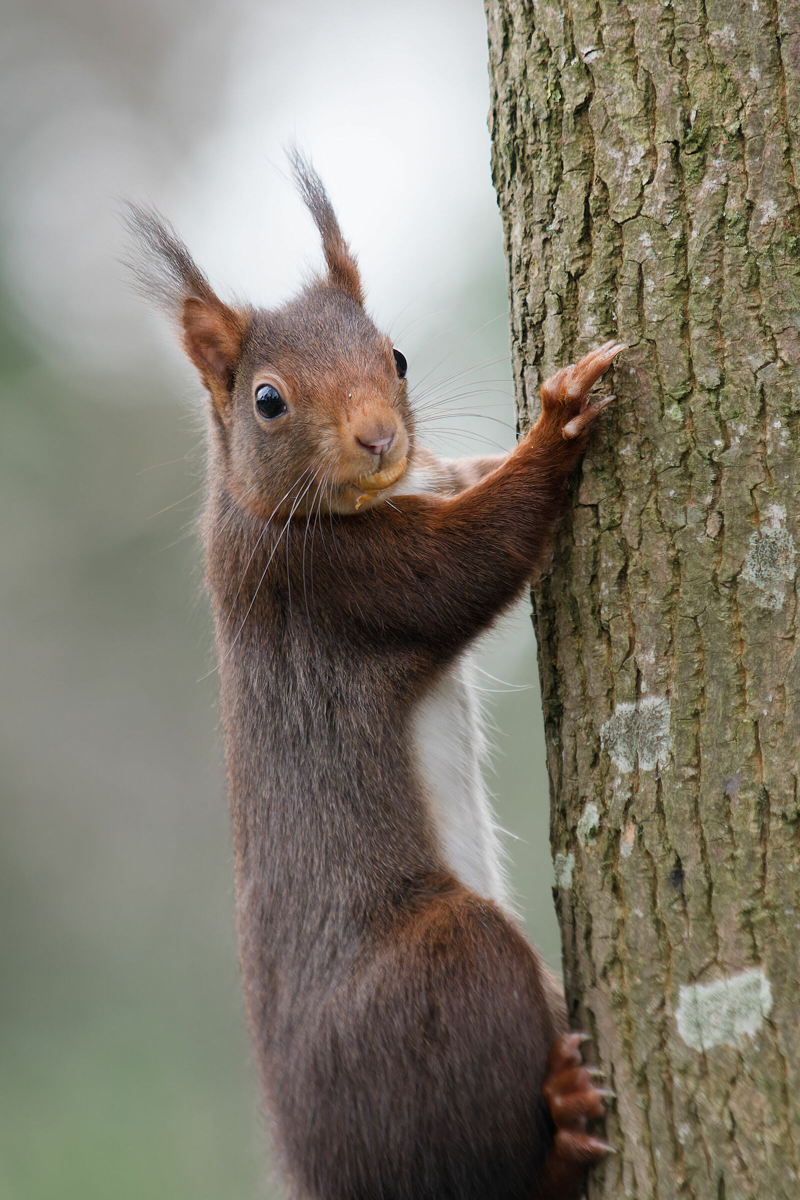 nosy squirrel