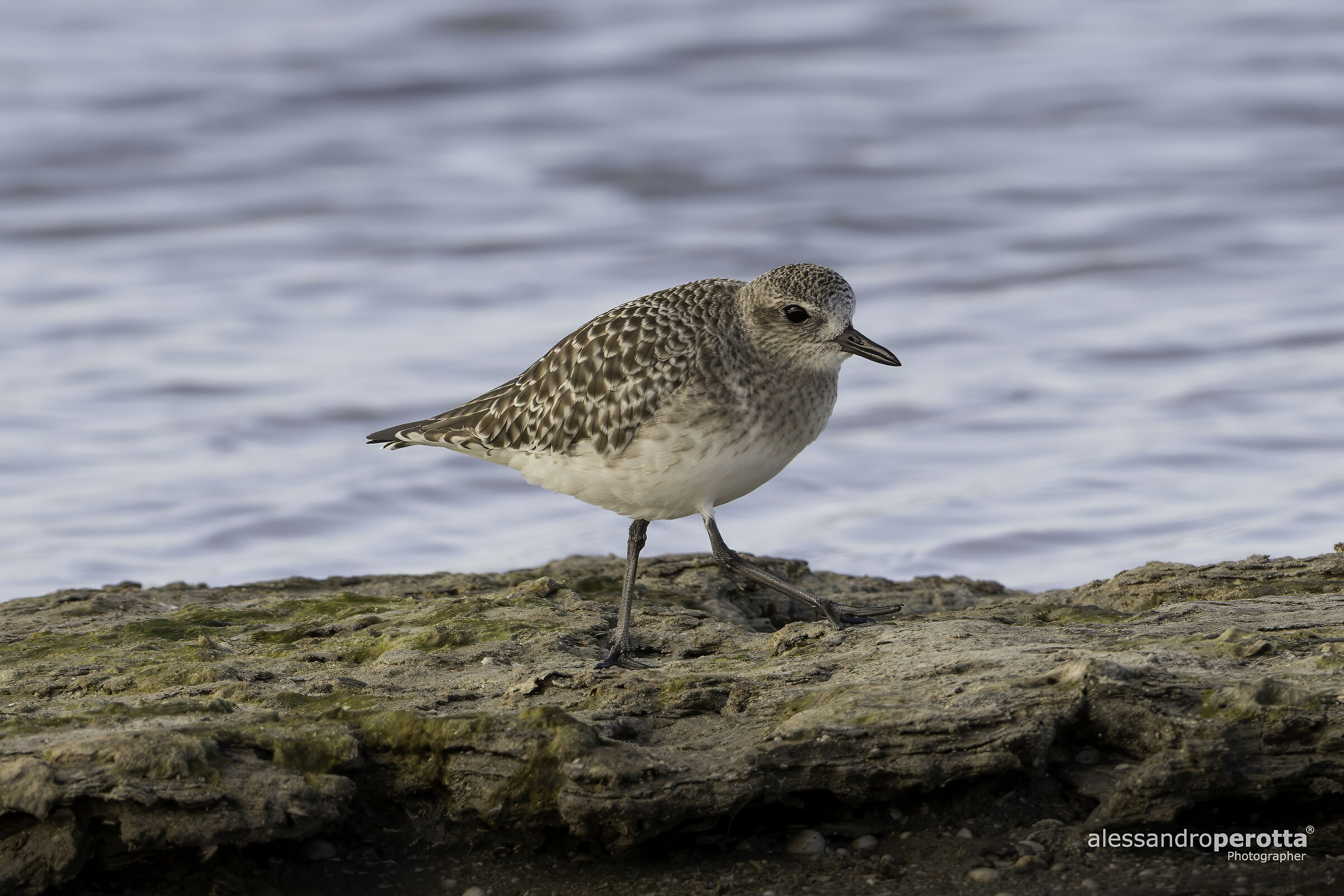 Pluvialis squatarola