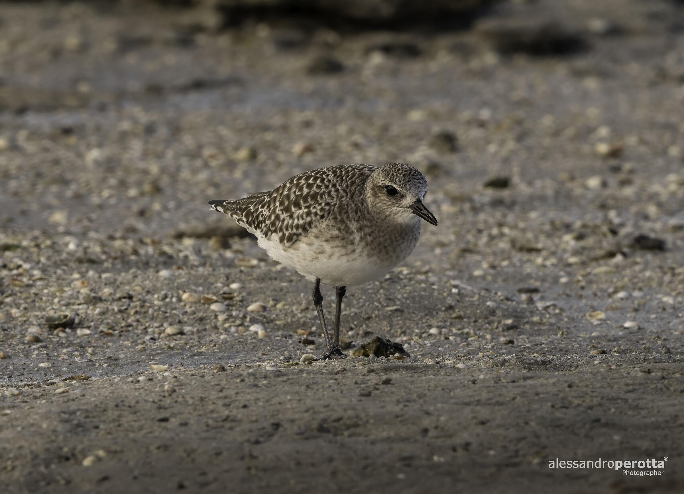 Pluvialis squatarola