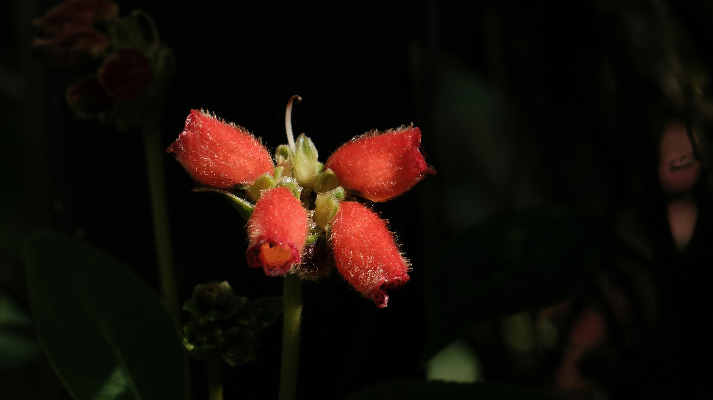 Kyoto botanical garden