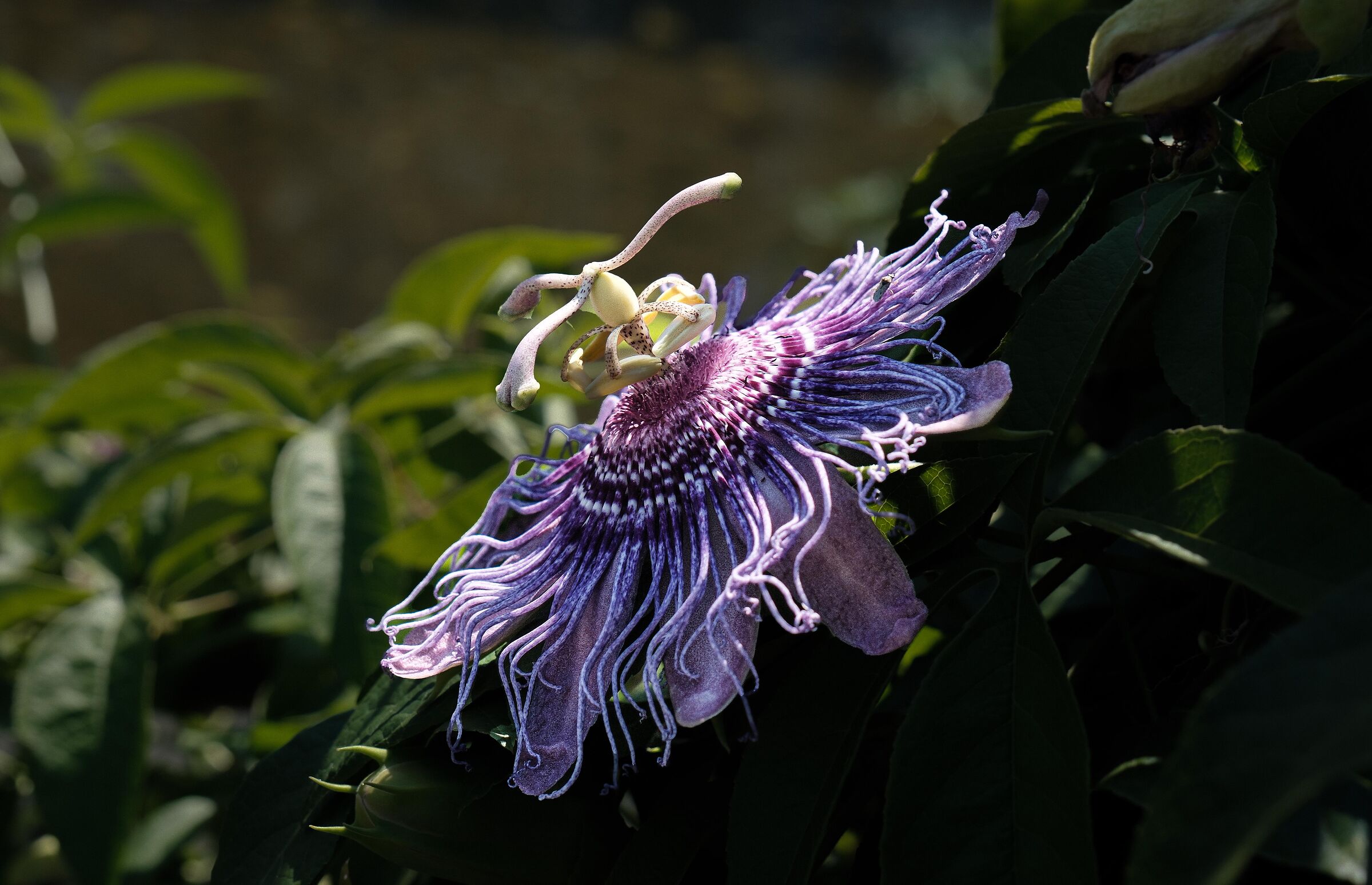 Kyoto botanical garden