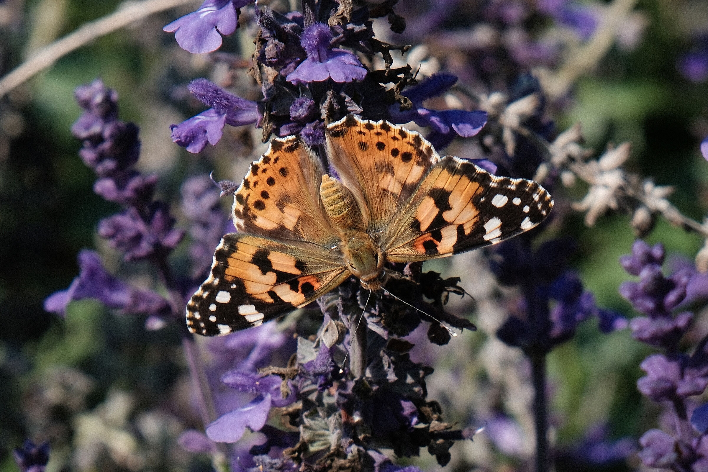 Kyoto botanical garden