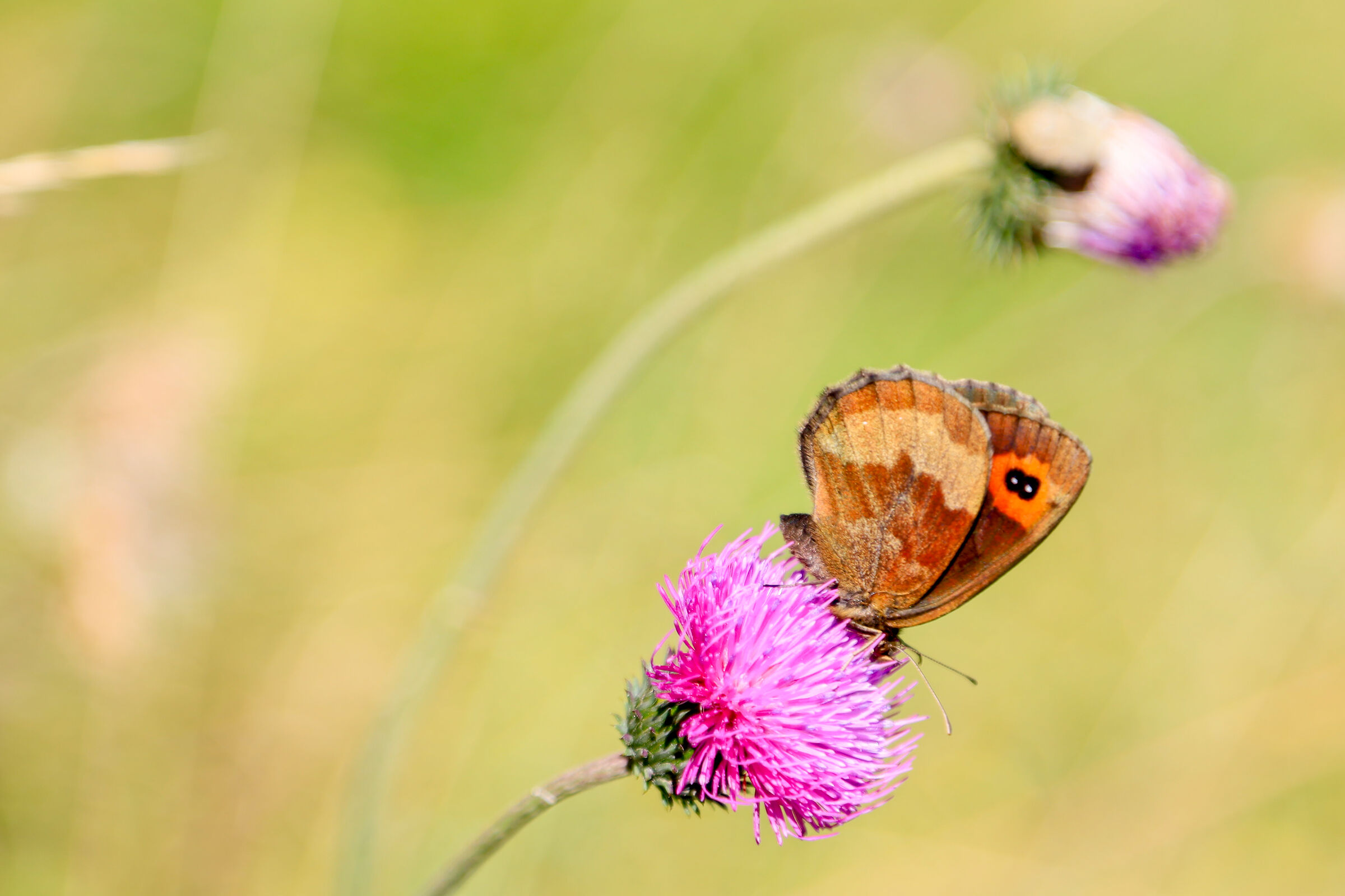 Attesa prima del volo