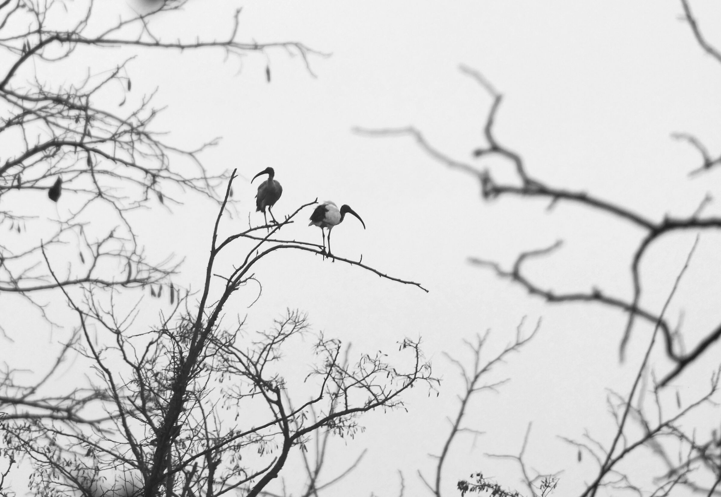 Perched