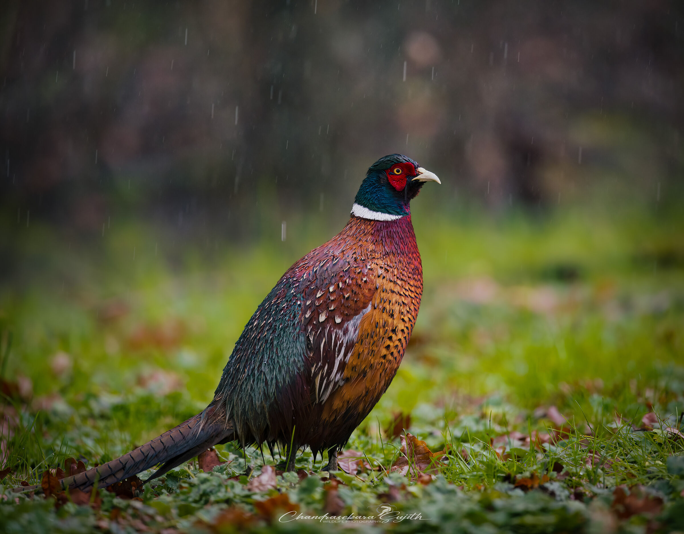 Pheasant in the rain