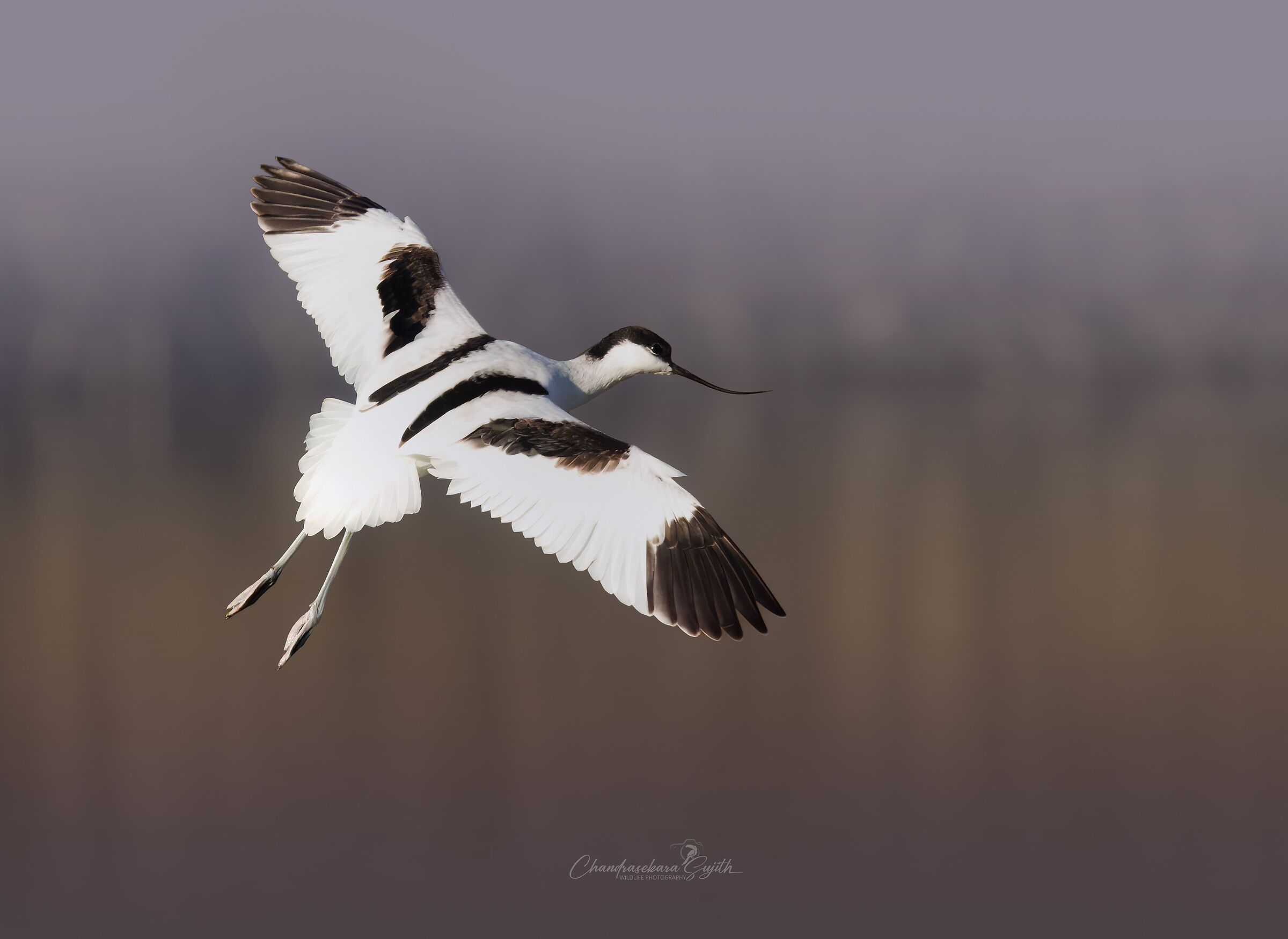 avocet