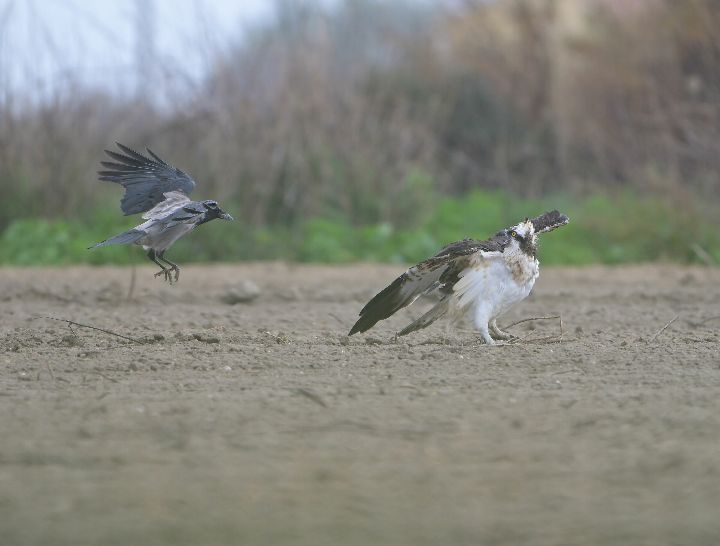 Osprey and crow