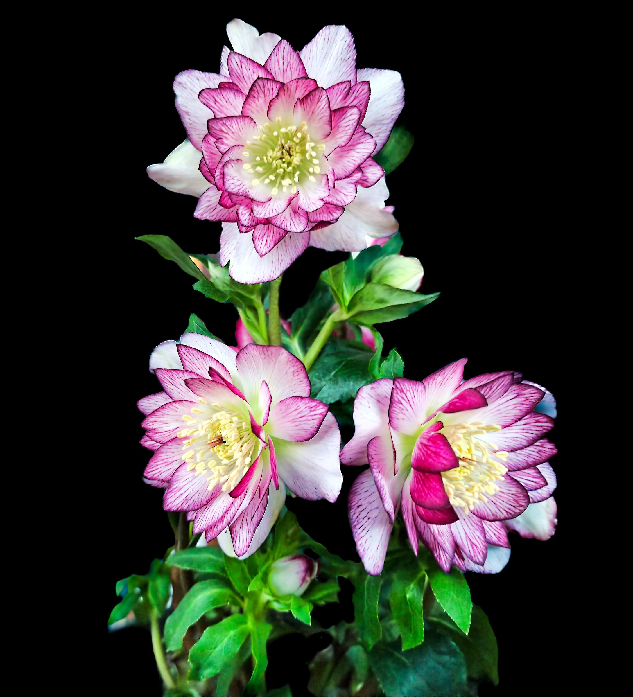 Helleborus double Picotee