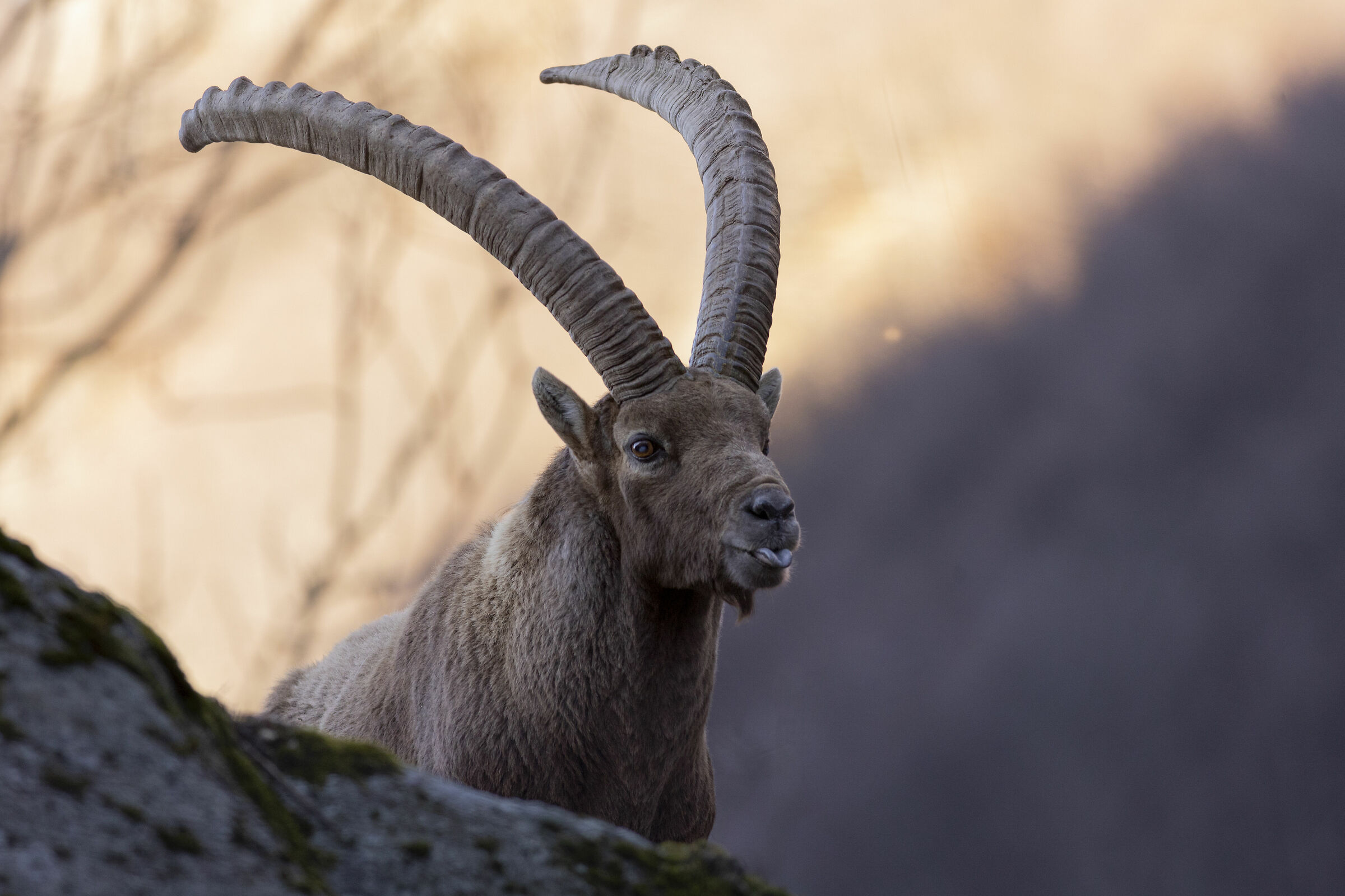 Stambecco delle alpi