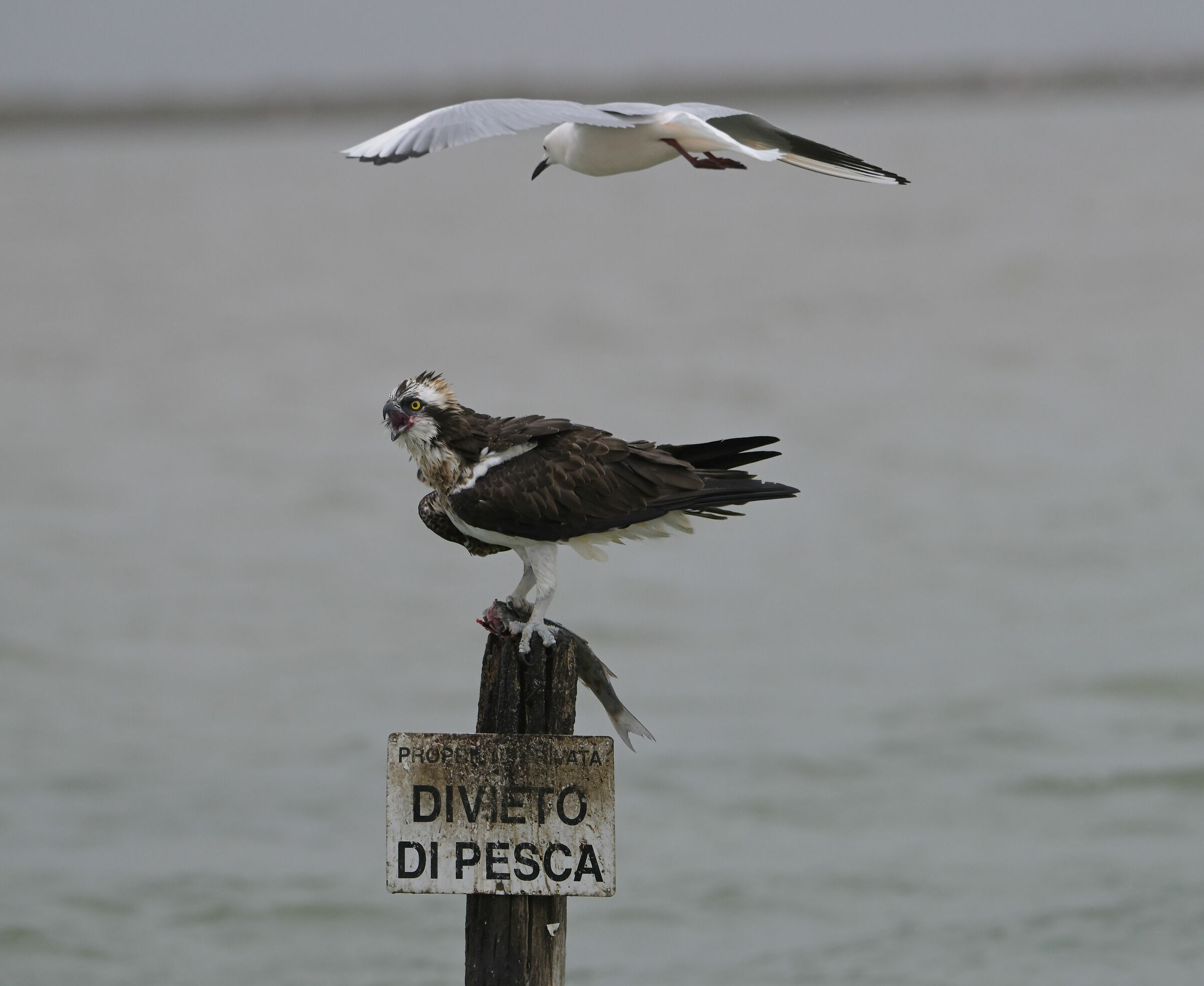 Osprey and seagull