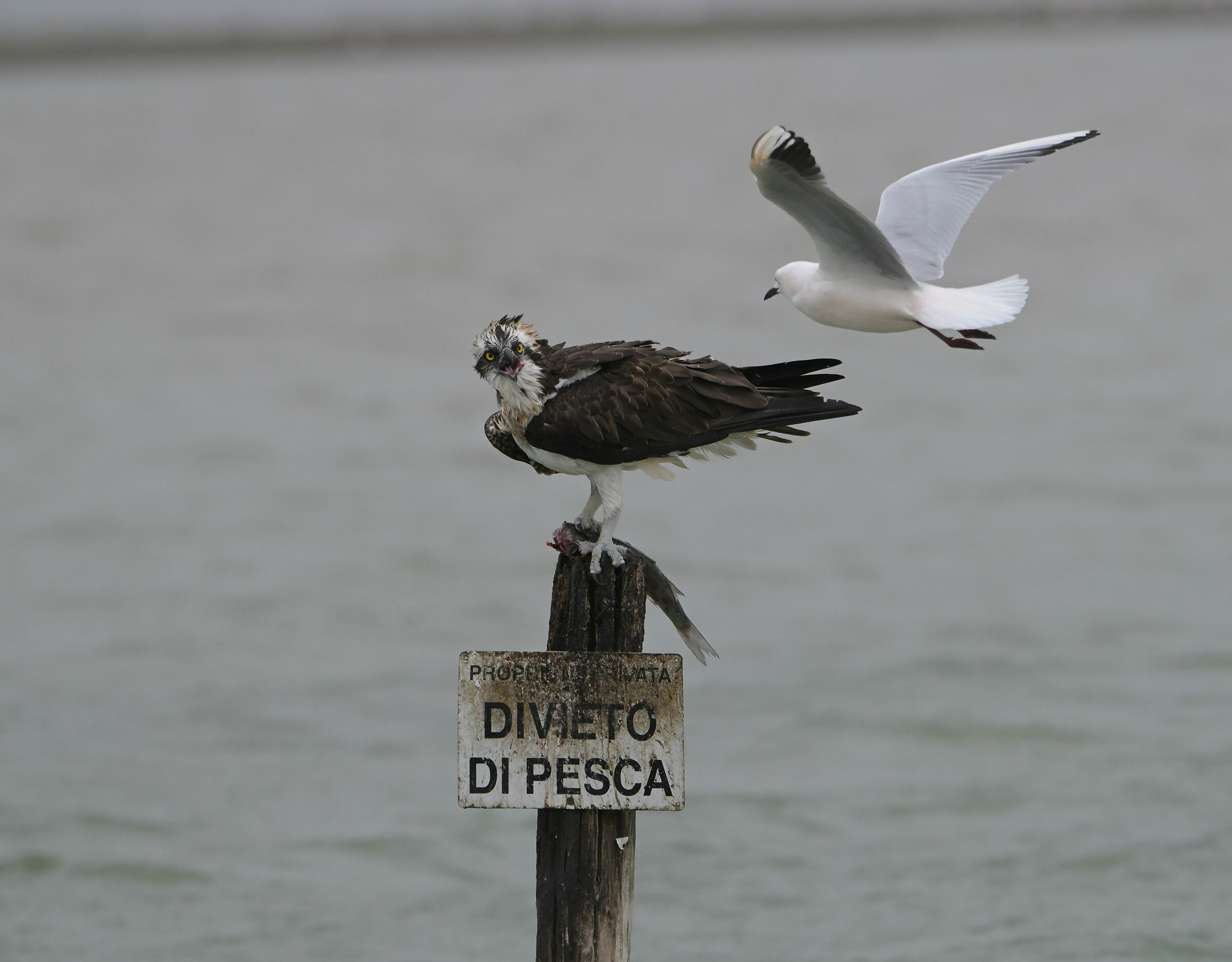 Falco pescatore e gabbiano