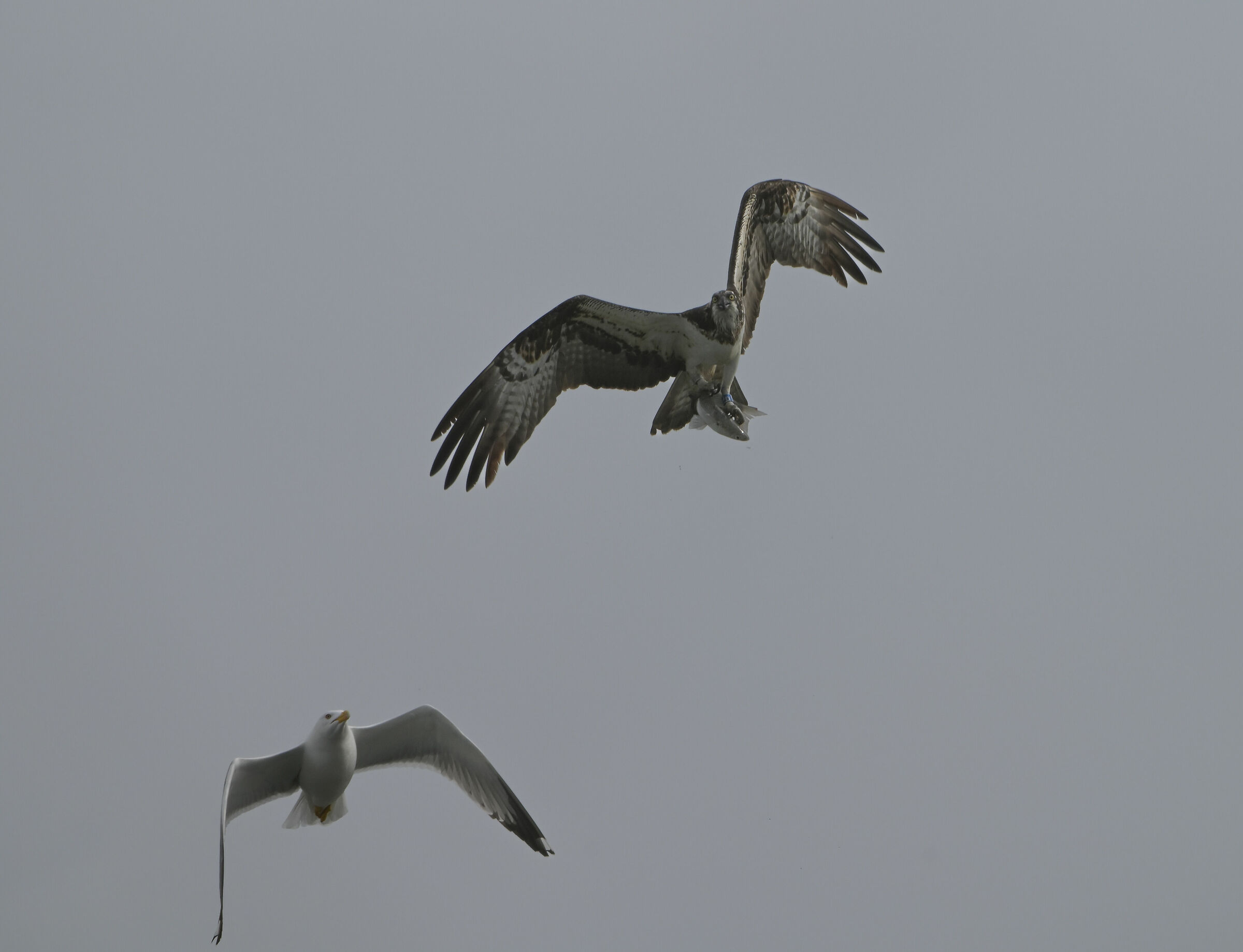 Osprey on the run