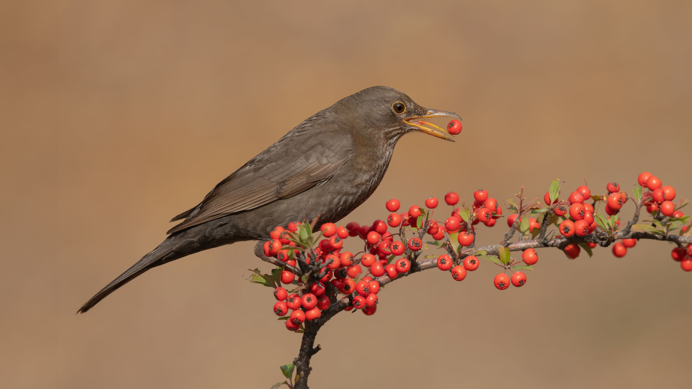 » Merlo » Turdus merula