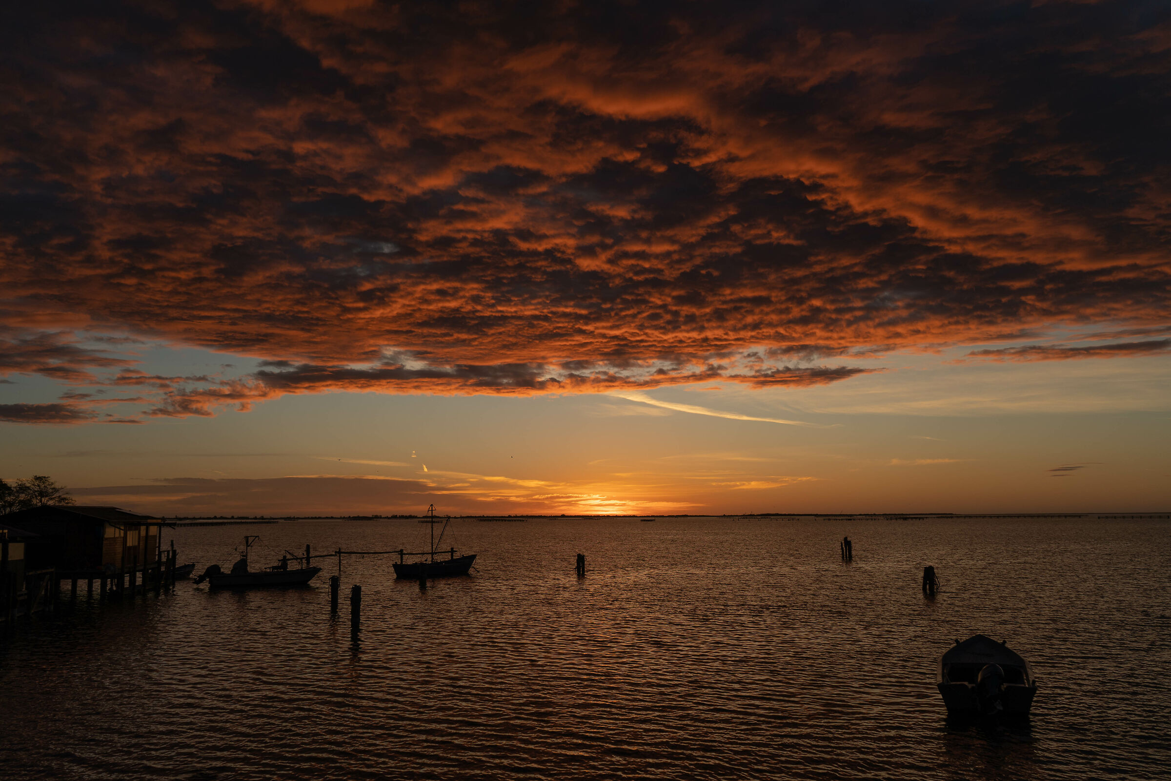 Sacca degli Scardovari: dawn