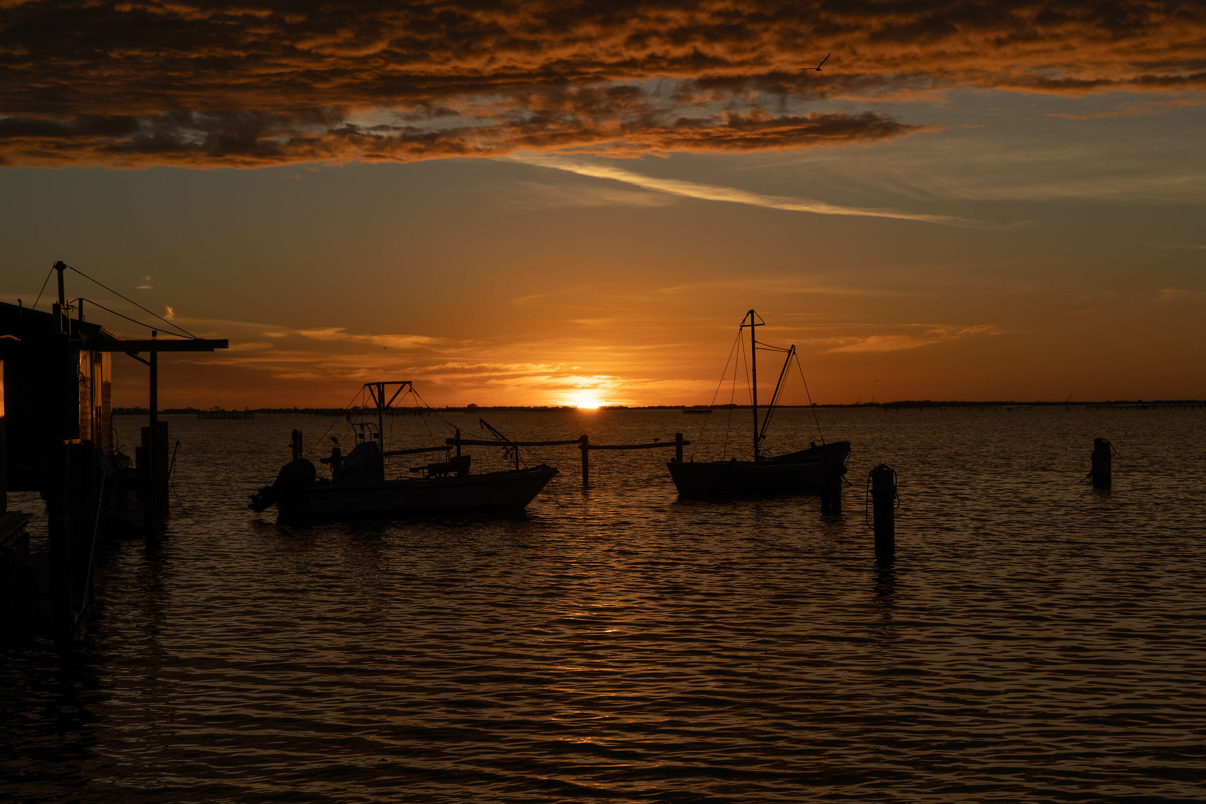 Sacca degli Scardovari: it's dawn