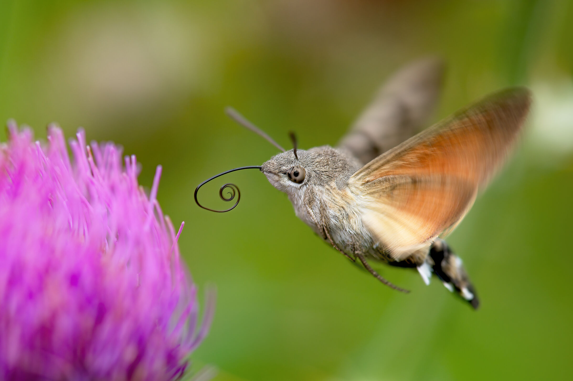Galium Sphinx (Macroglossum stellatarum)